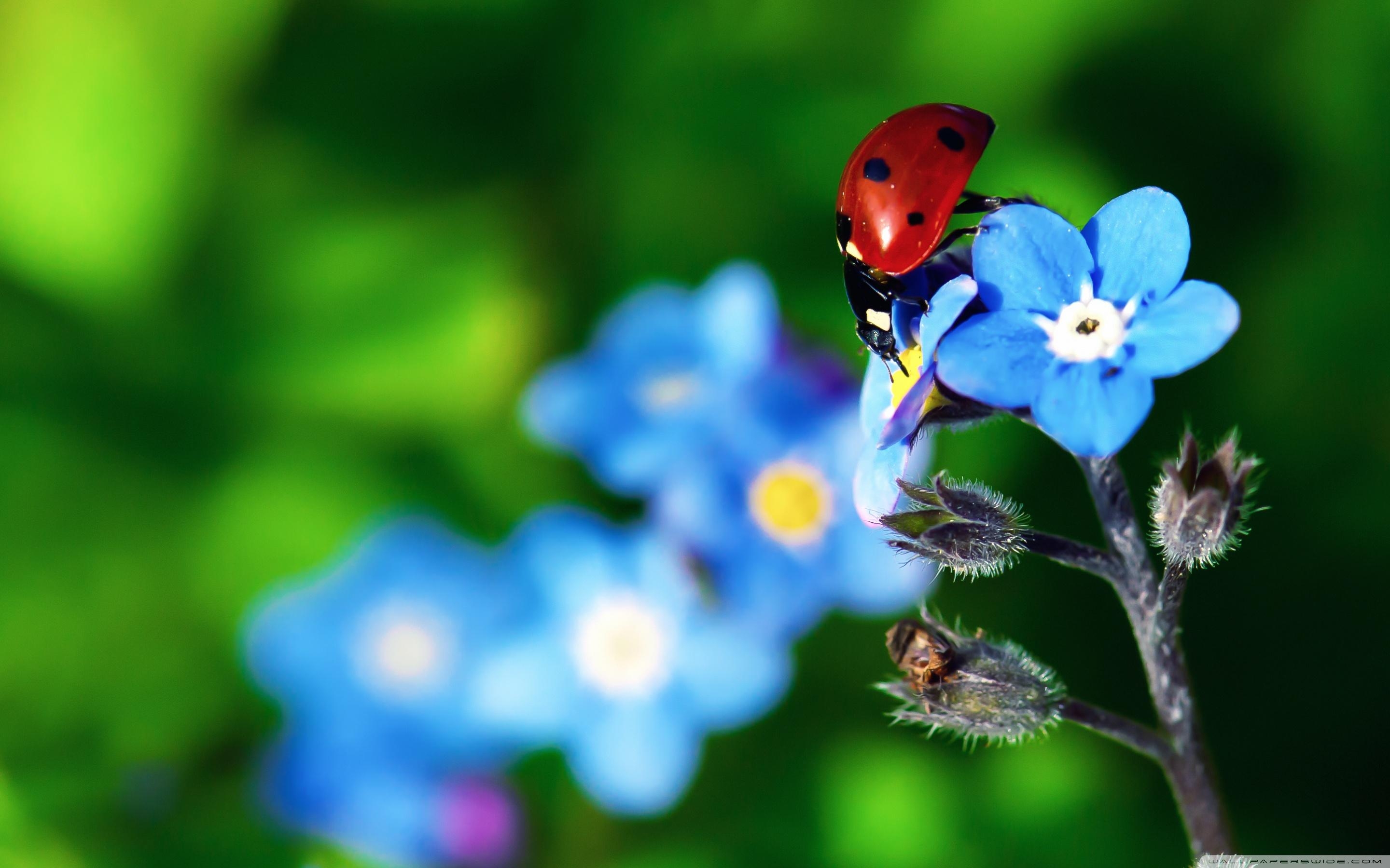 2880x1800 Ladybird Beetle ❤ 4K HD Desktop Wallpaper for 4K Ultra HD TV • Wide, Desktop