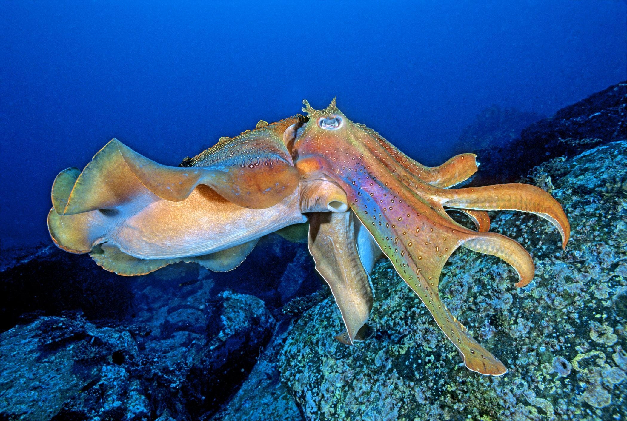 2100x1420 Cuttlefish Wallpaper. Cuttlefish, Desktop