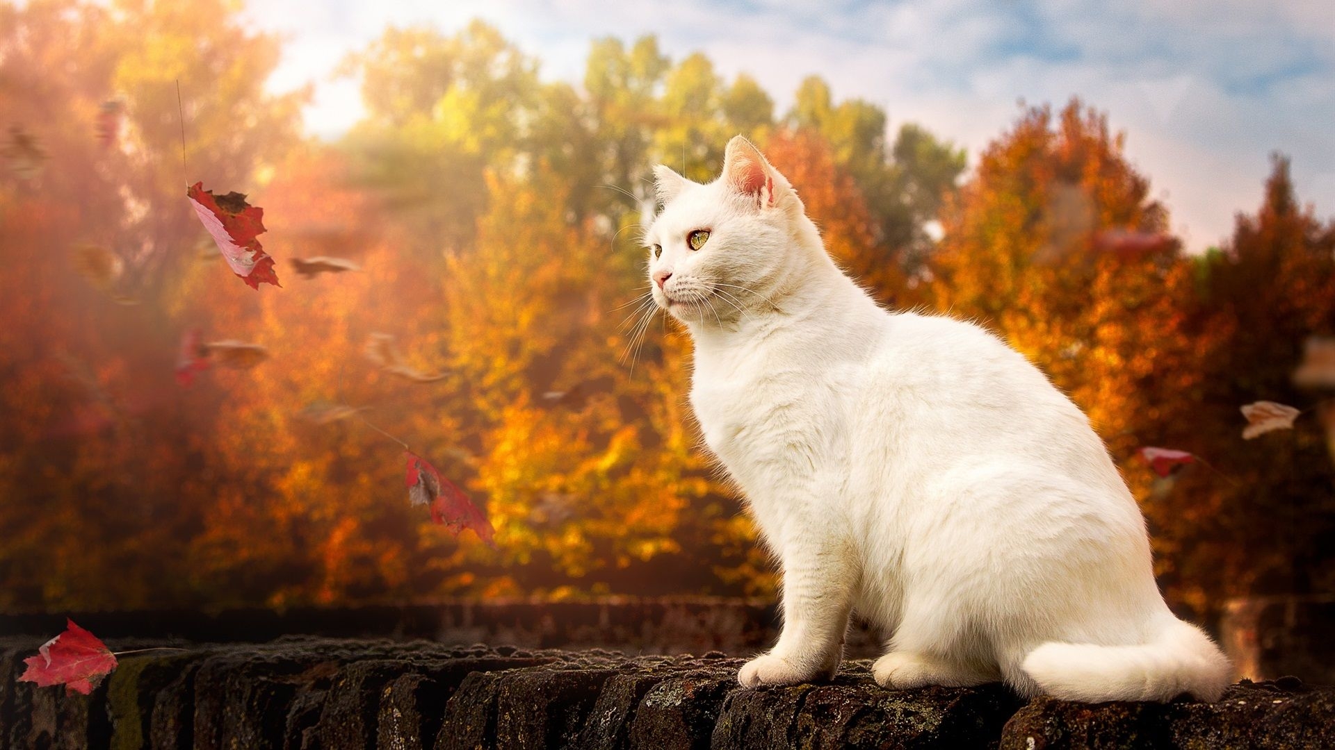 1920x1080 Wallpaper White cat, yellow eyes, autumn 1920x1200 HD Picture, Image, Desktop