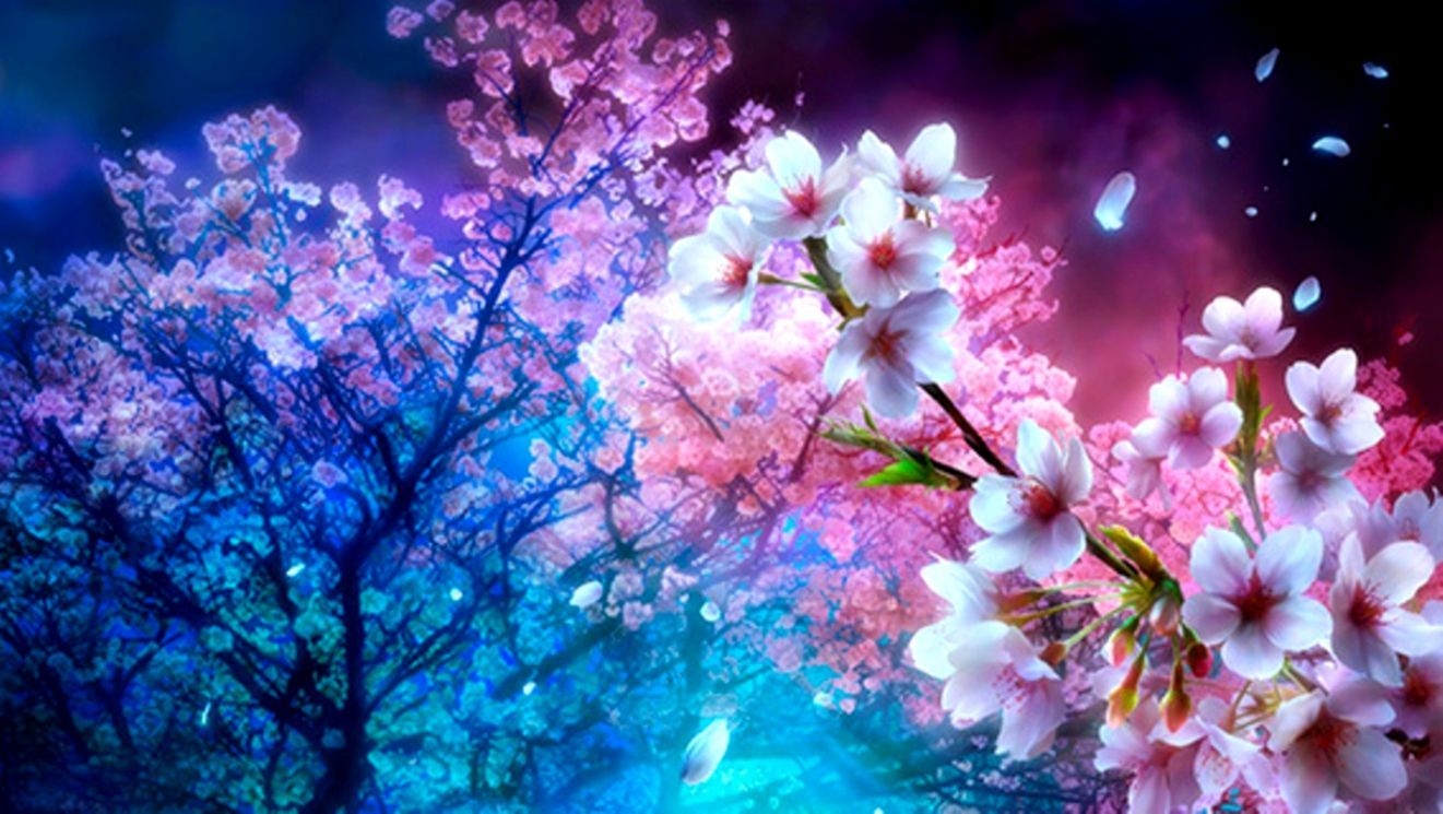 1330x750 Cherry Blossom Tree Wallpaper, Great Nature Cherry Blossom Tree, Desktop