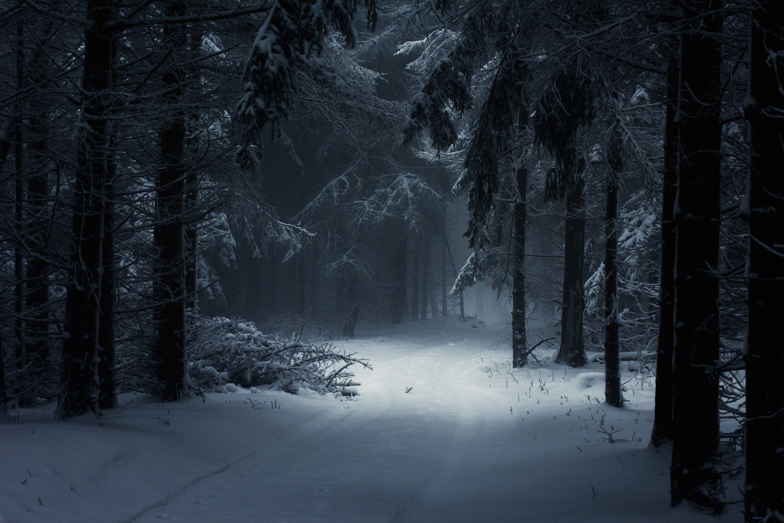 2500x1670 Dark Winter Forest Desktop Wallpaper Free Dark Winter Forest Desktop Background, Desktop