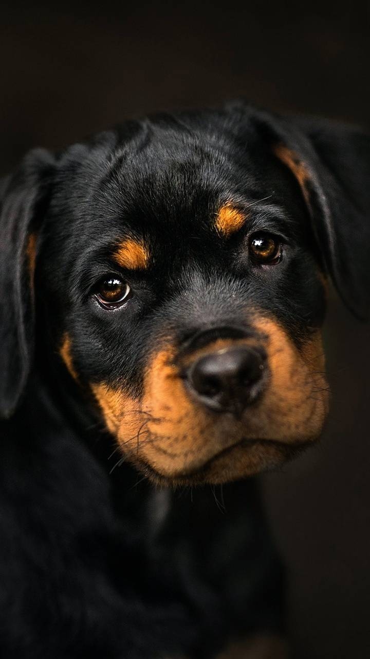 720x1280 Rottweiler PUPPY wallpaper, Phone