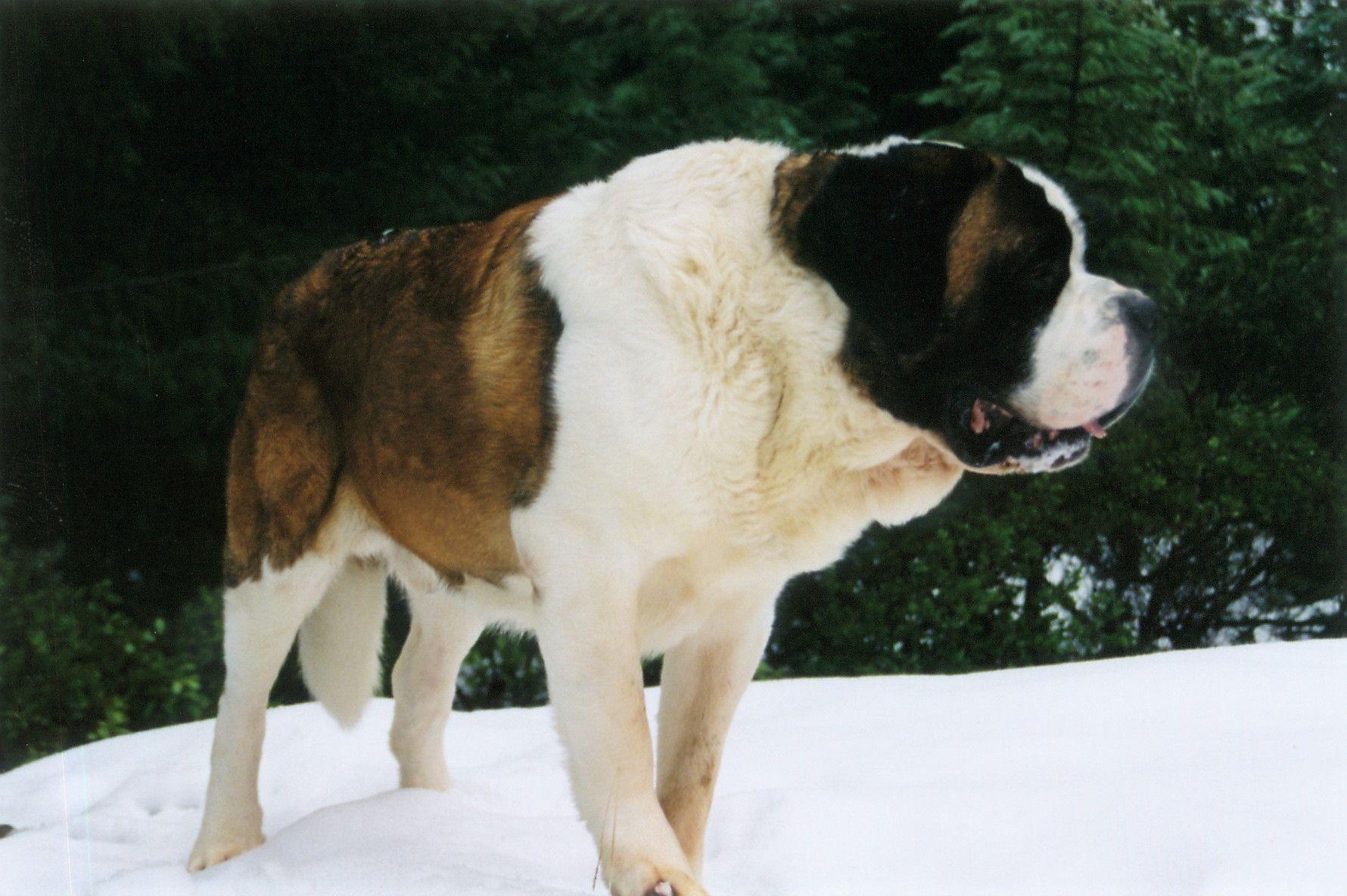 1780x1190 St. Bernard photo and wallpaper. The beautiful St. Bernard picture, Desktop