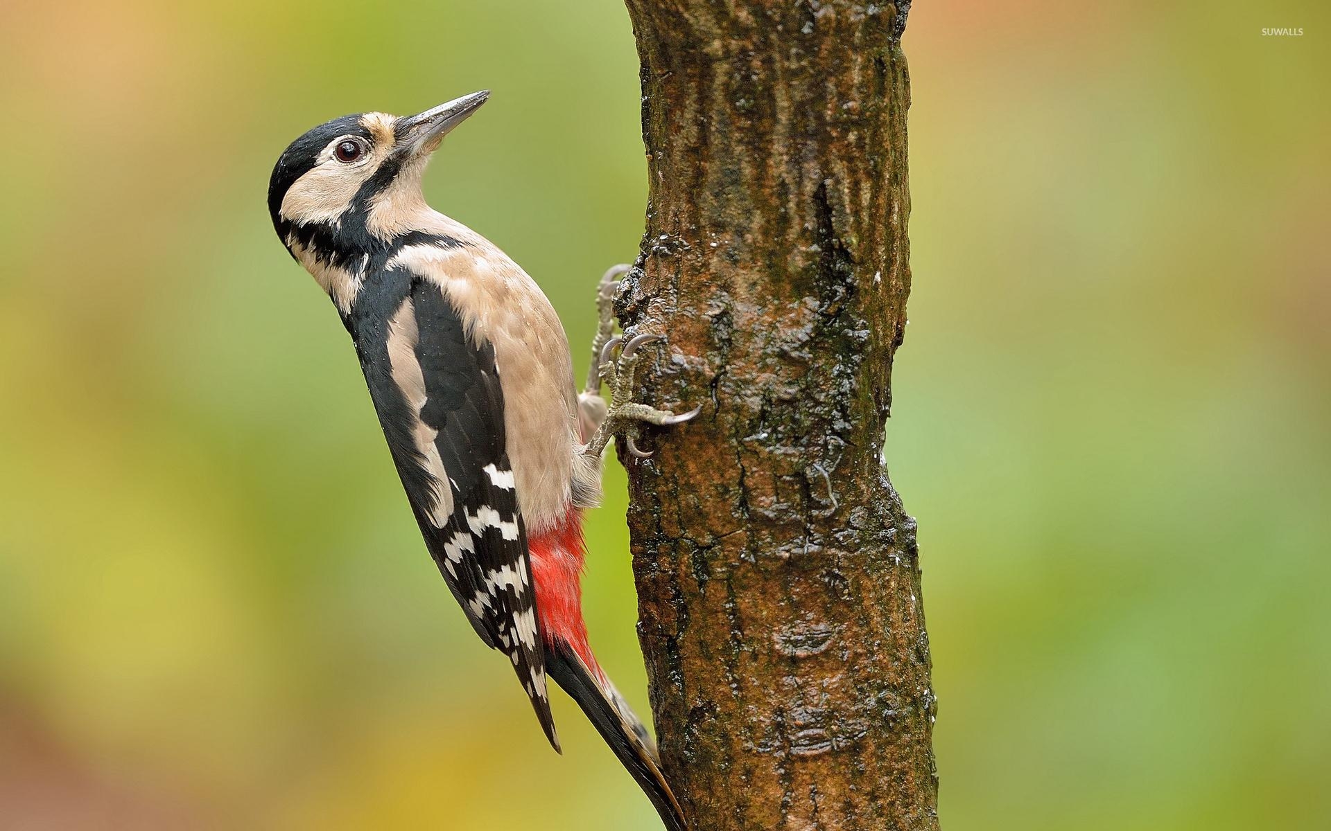 1920x1200 Woodpecker Wallpaper 17 X 1200, Desktop