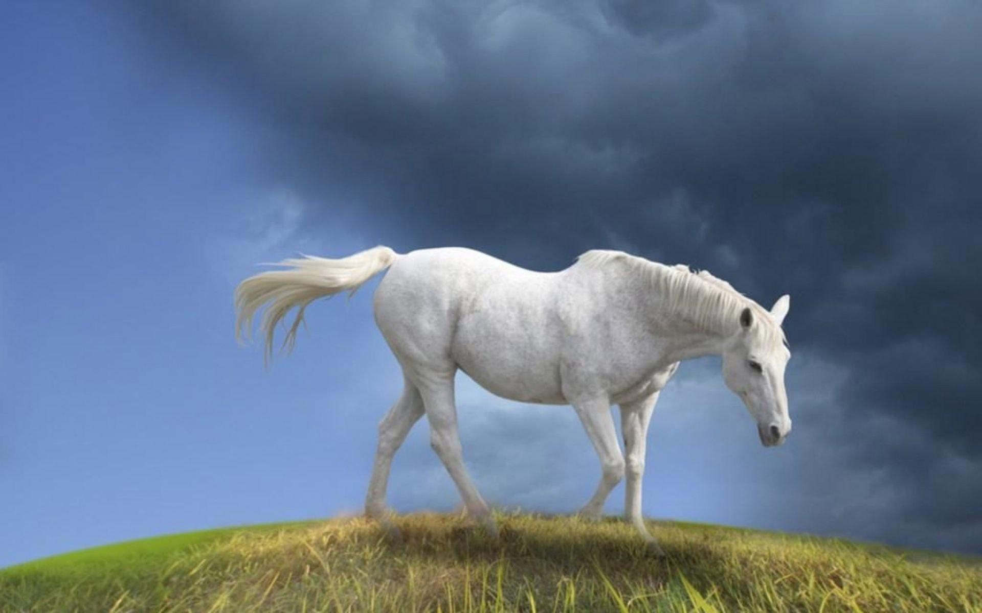 1920x1200 White Horse Wallpaper. White Horse Desktop Wallpaper. Cool, Desktop