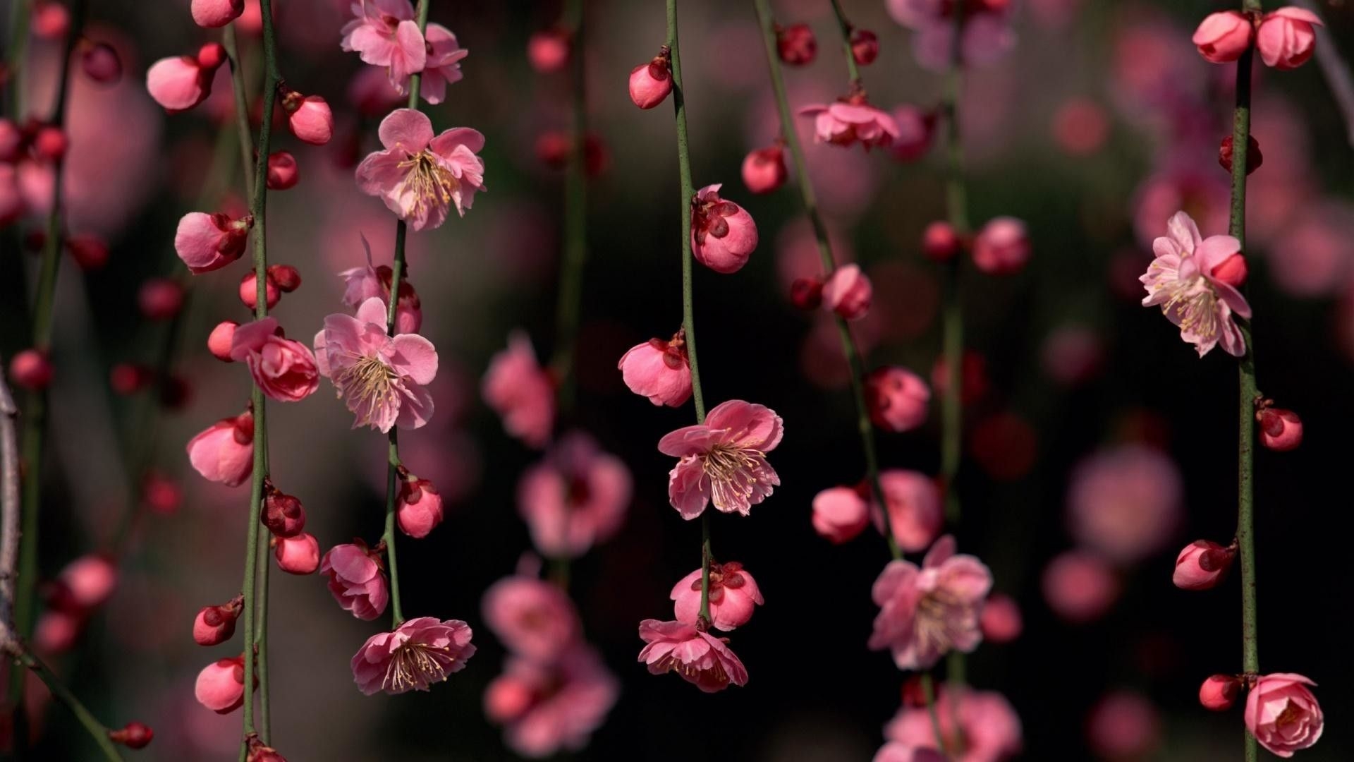 1920x1080 Spring Flower HD Wallpaper, Desktop