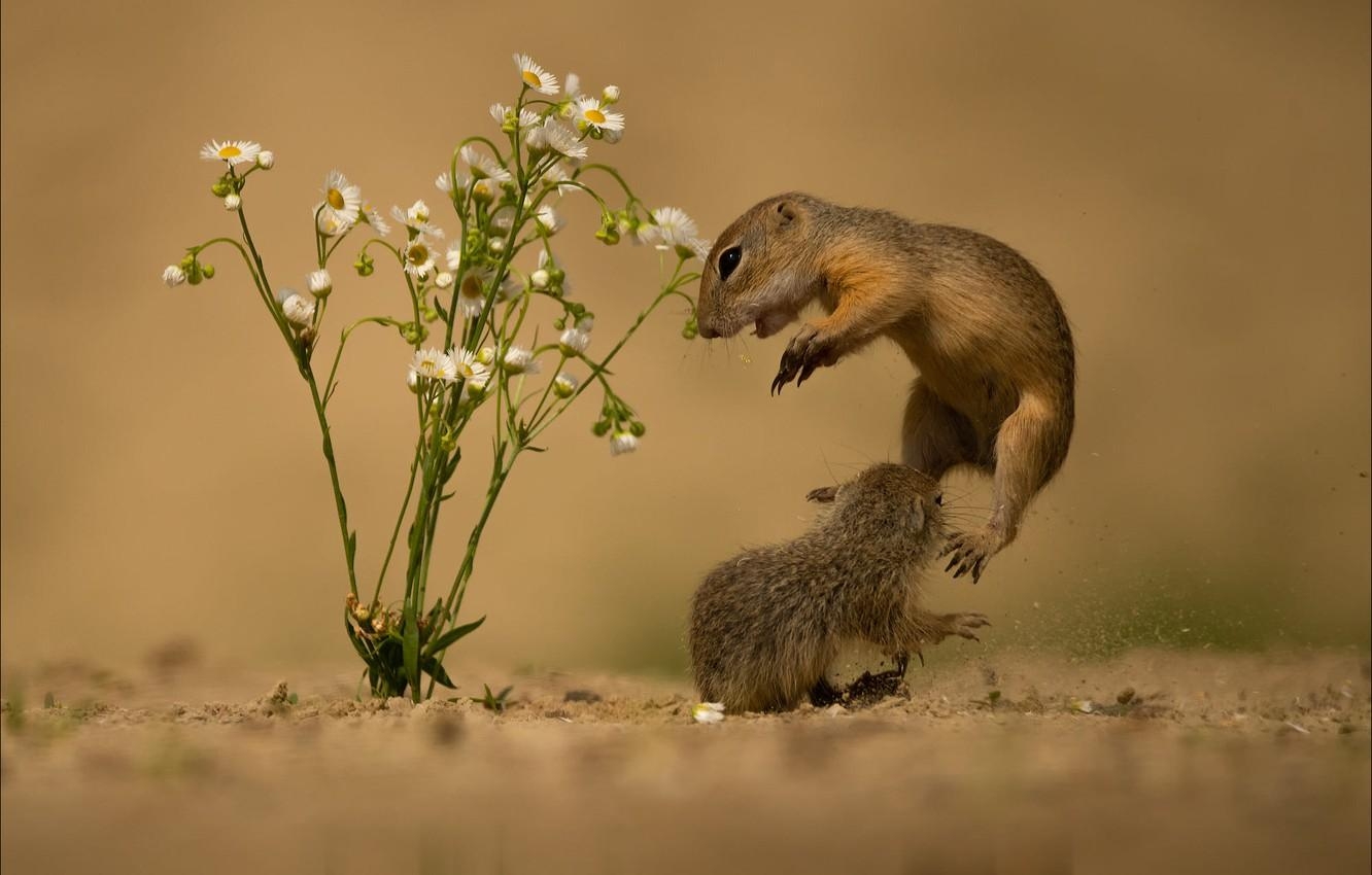 1340x850 Wallpaper sand, flowers, pose, jump, chamomile, pair, a, Desktop