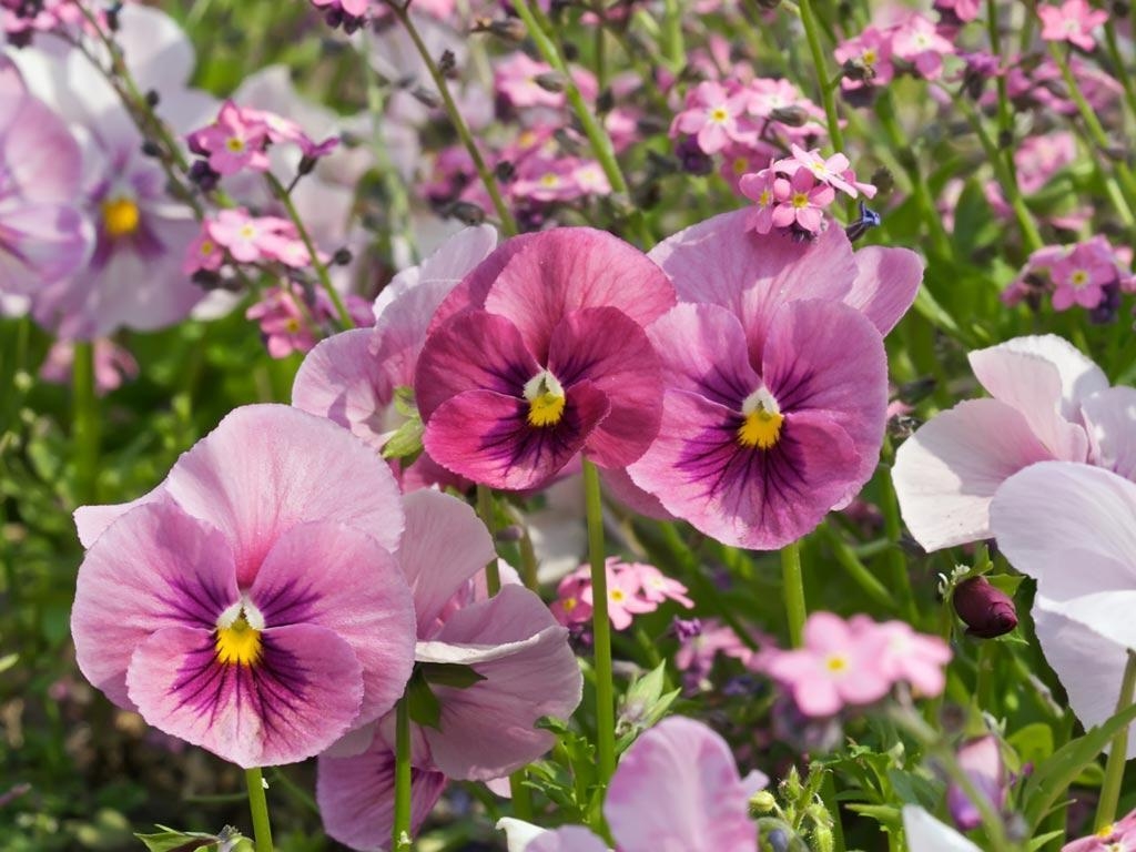 1030x770 Pink Pansy Field Ypr Wallpaper  px Free Download, Desktop