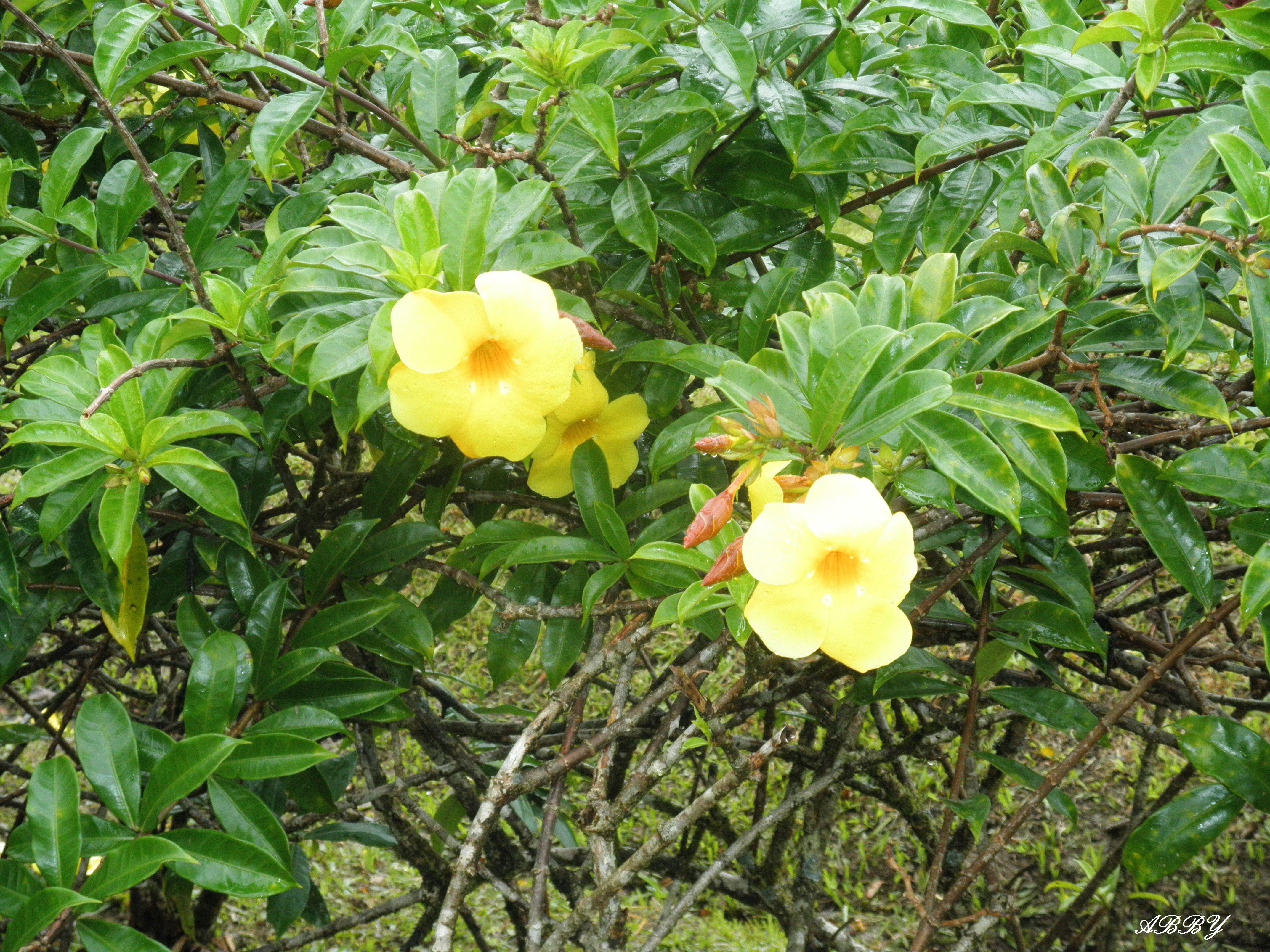 4290x3220 Flower: Flowers St Lucia Islands Photography Green Yellow Leaves, Desktop