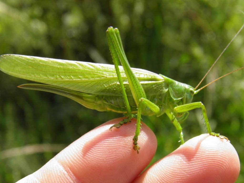 1030x770 large green bush cricket, Desktop