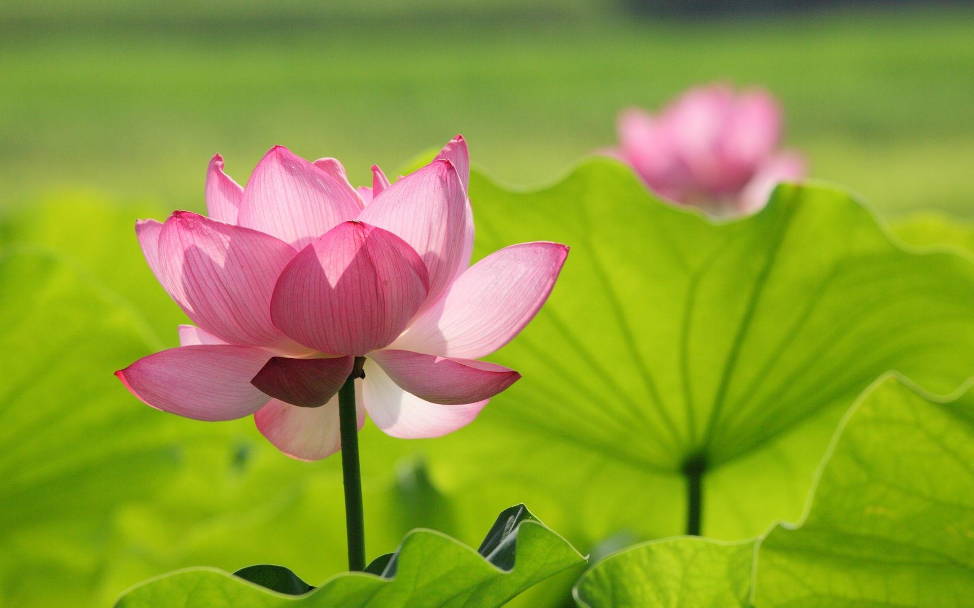 1920x1200 Lotus Flower Wallpaper, Picture, Image, Desktop