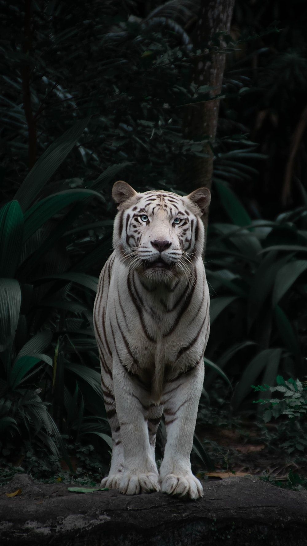 1000x1780 White Tiger Picture [HD]. Download Free Image, Phone