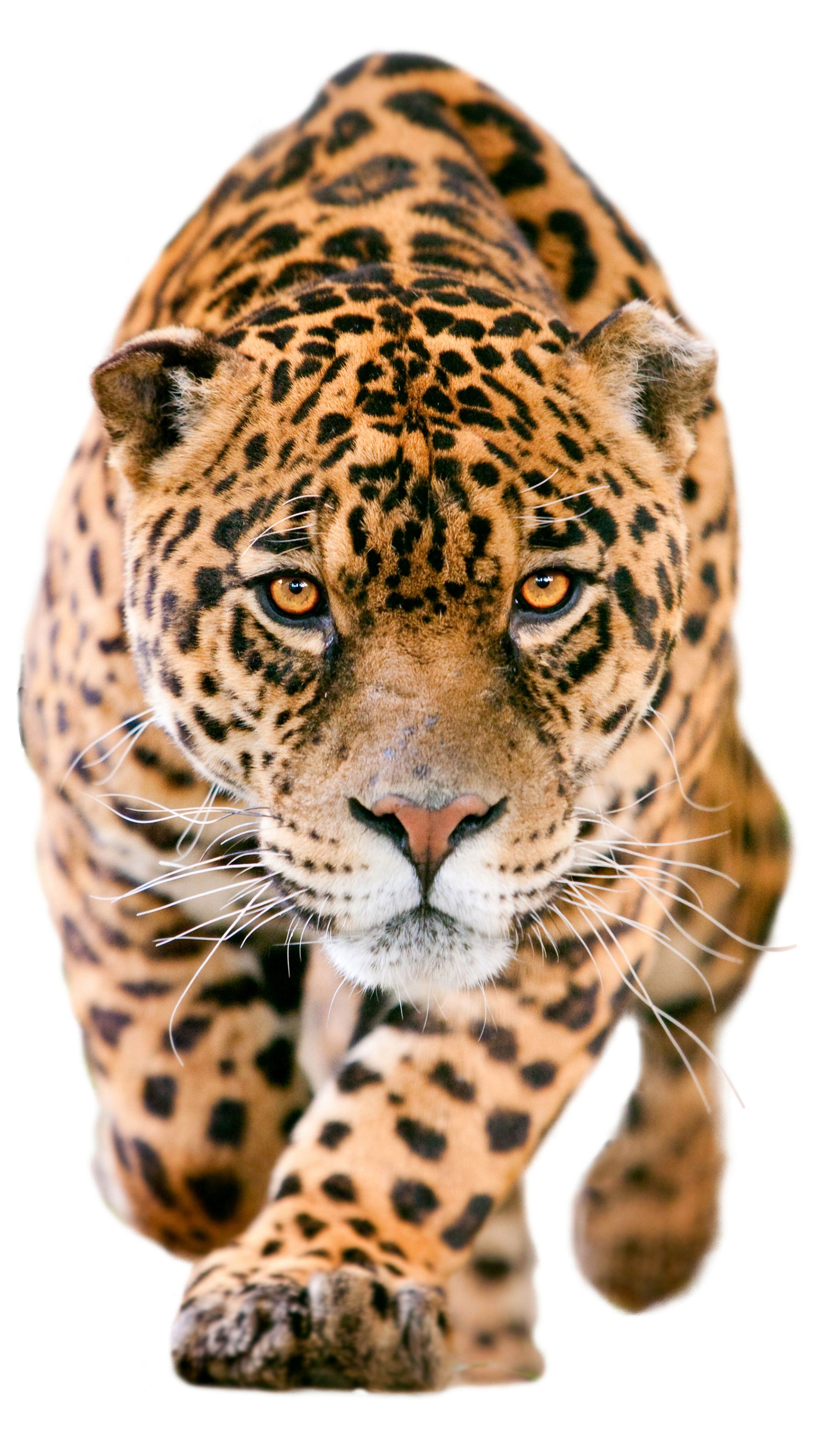 2160x3840 Animal Jaguar () Wallpaper, Phone