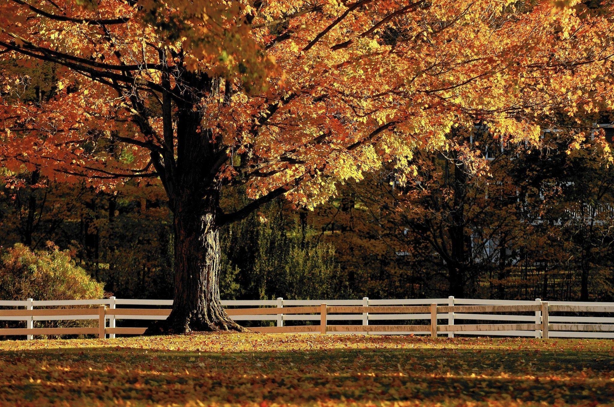 2050x1360 A Guide To The Autumn Palette Of Connecticut's Trees, Desktop