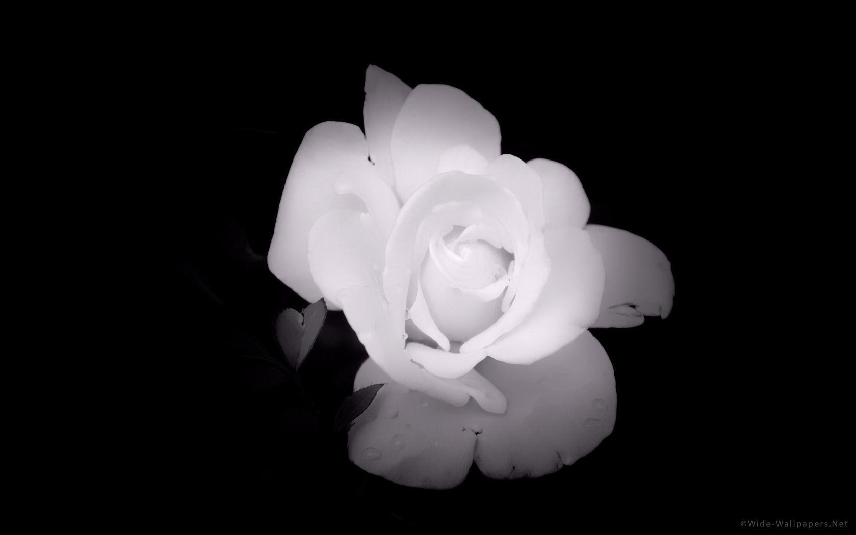 1680x1050 Soft White Rose widescreen wallpaper. Wide, Desktop