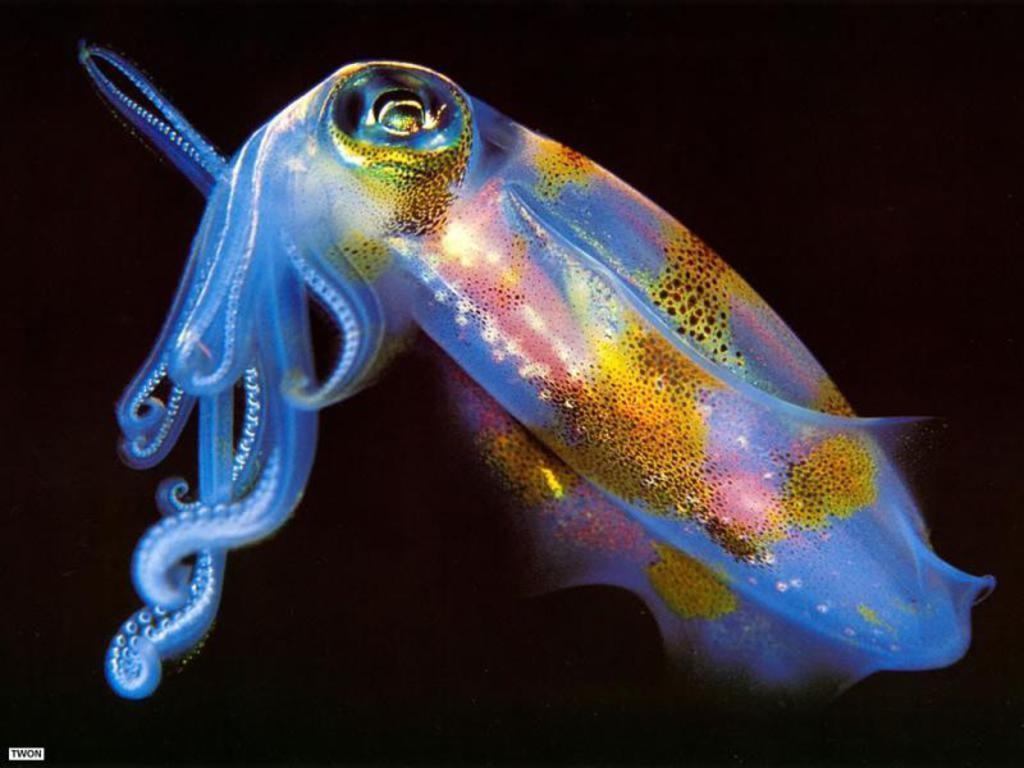 1030x770 Squid wallpaper, Desktop