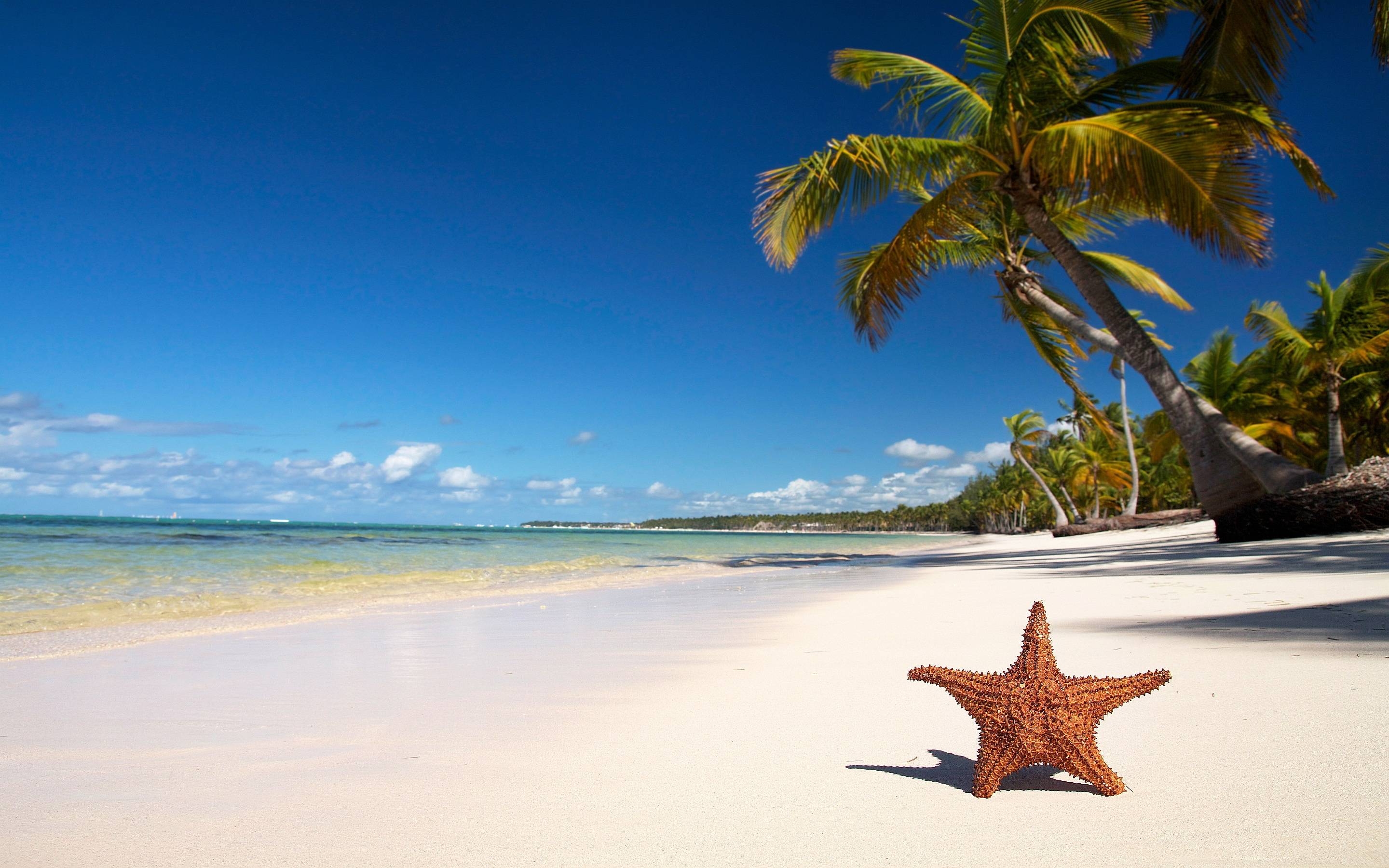 2880x1800 Starfish Wallpaper Full HD, Desktop