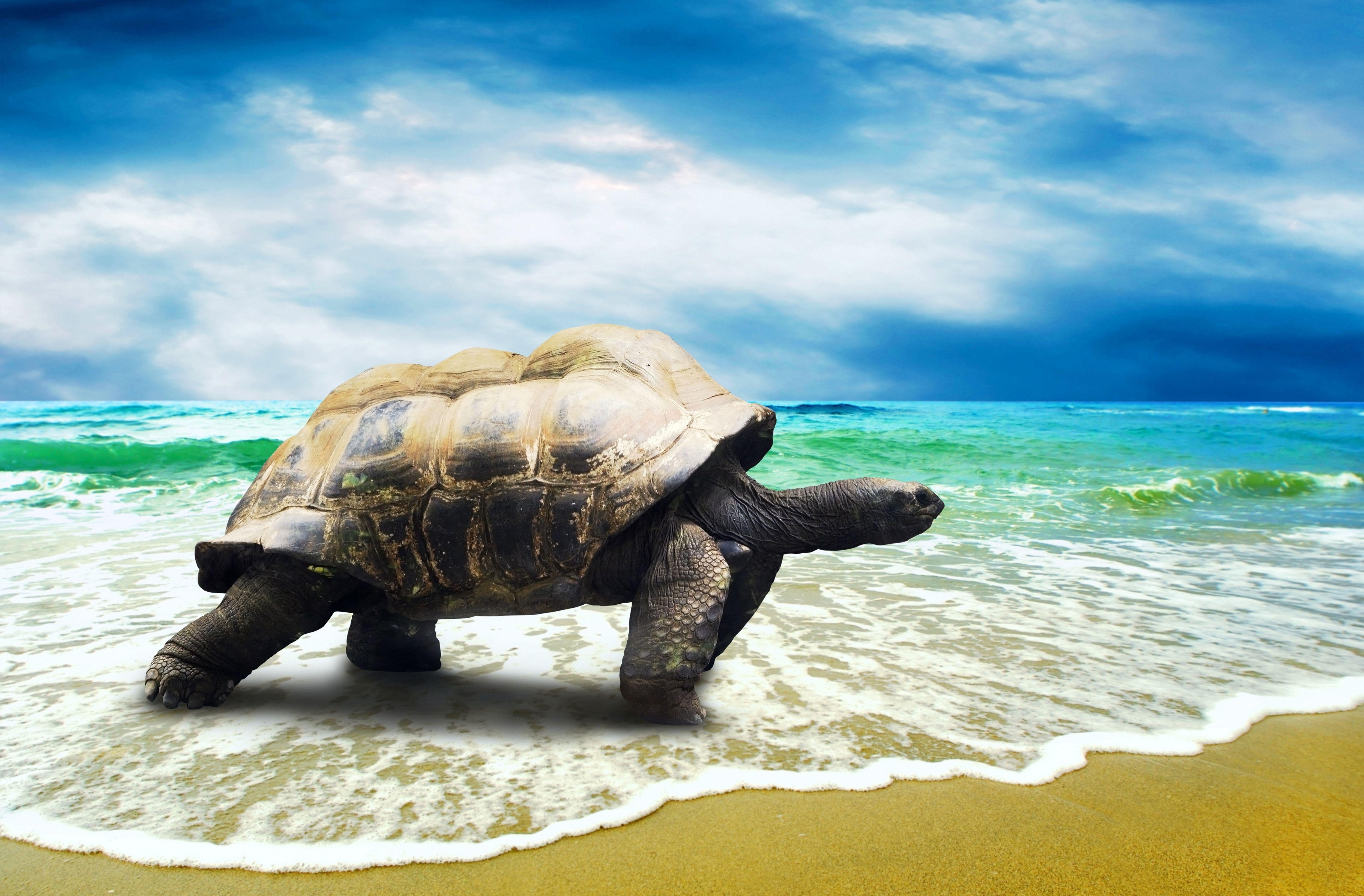 5000x3290 Turtle HD Wallpaper, Desktop