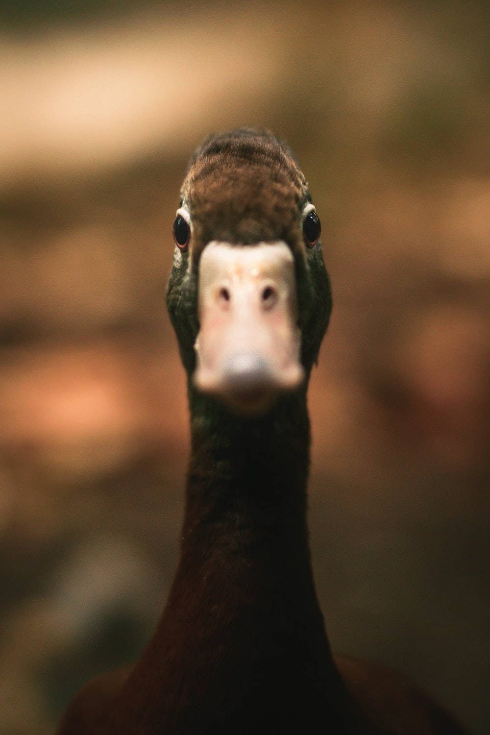 1000x1500 Tilt Shift Blur Of A Duck PFP Wallpaper, Phone