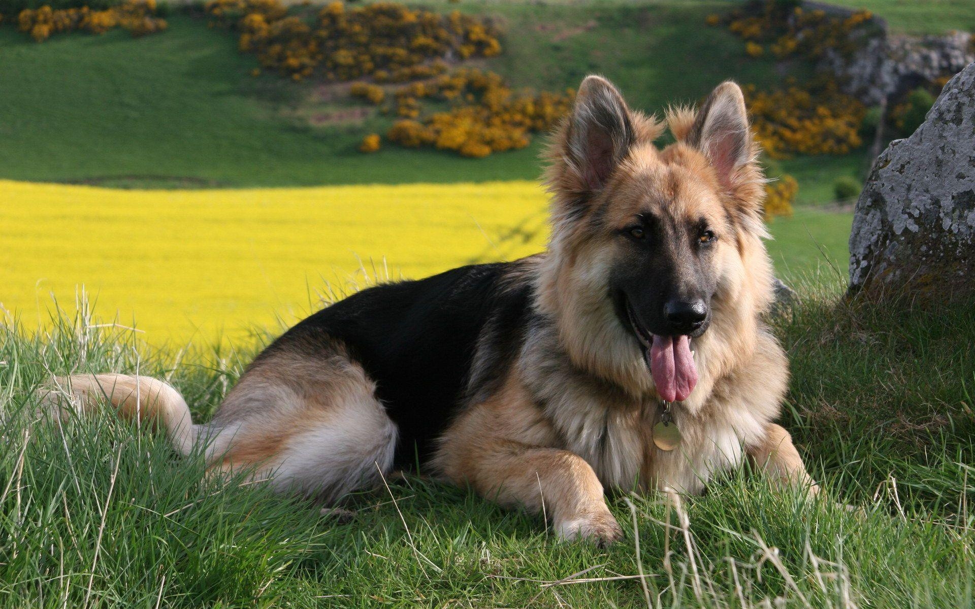 1920x1200 Background German Shepherd Cave On Dogs HD Image For Mobile. Full, Desktop