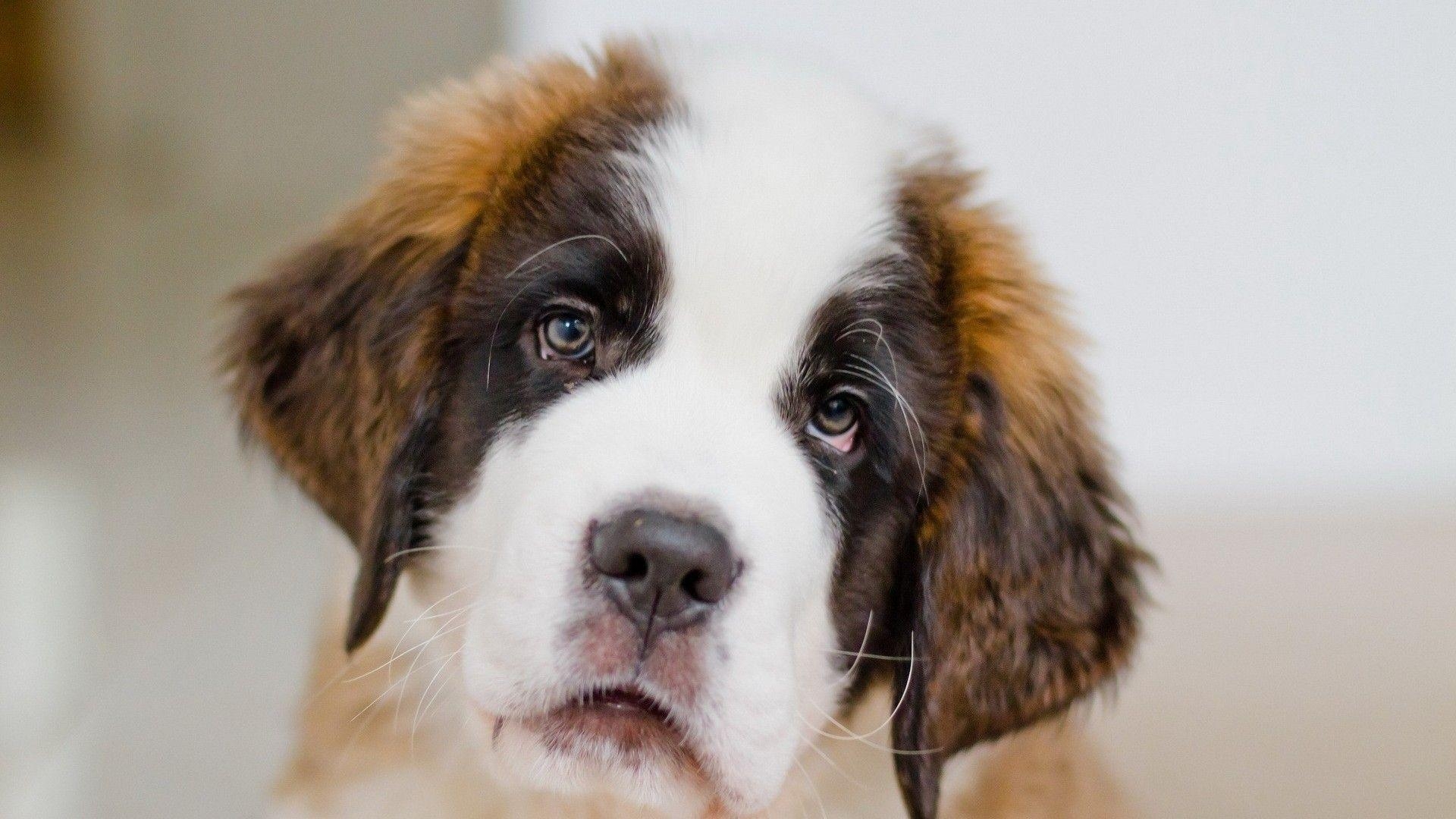 1920x1080 Puppy St Bernard Face Eyes Wallpaper, Desktop