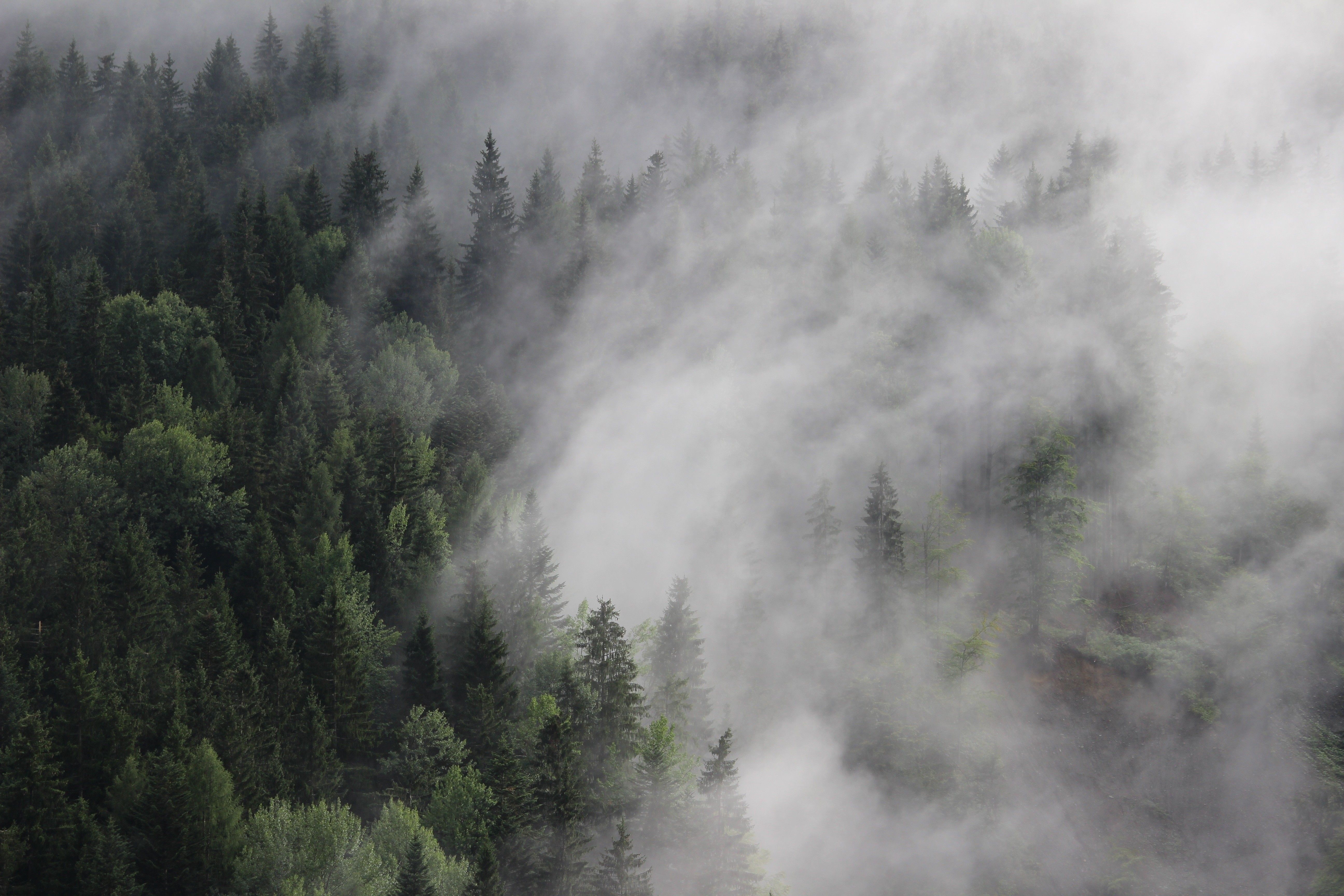 5190x3460 Forest in Fog, Desktop