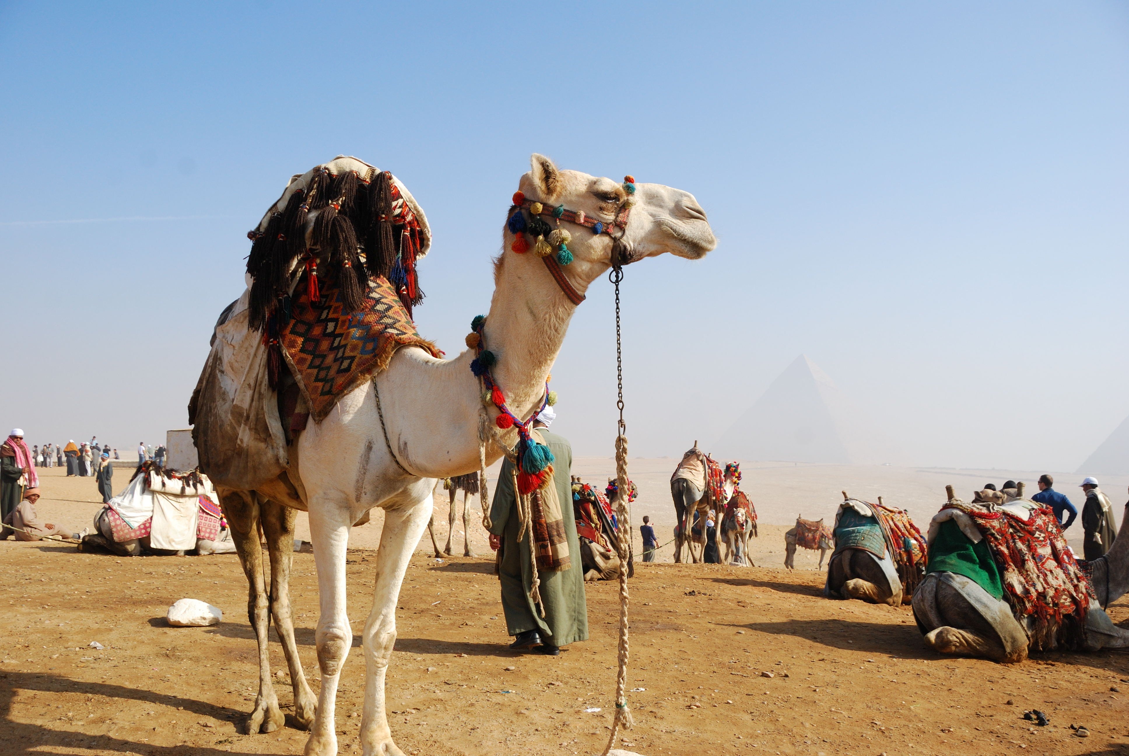 3880x2600 Camel for Riding in Egypt Country HD Animal Wallpaper, Desktop