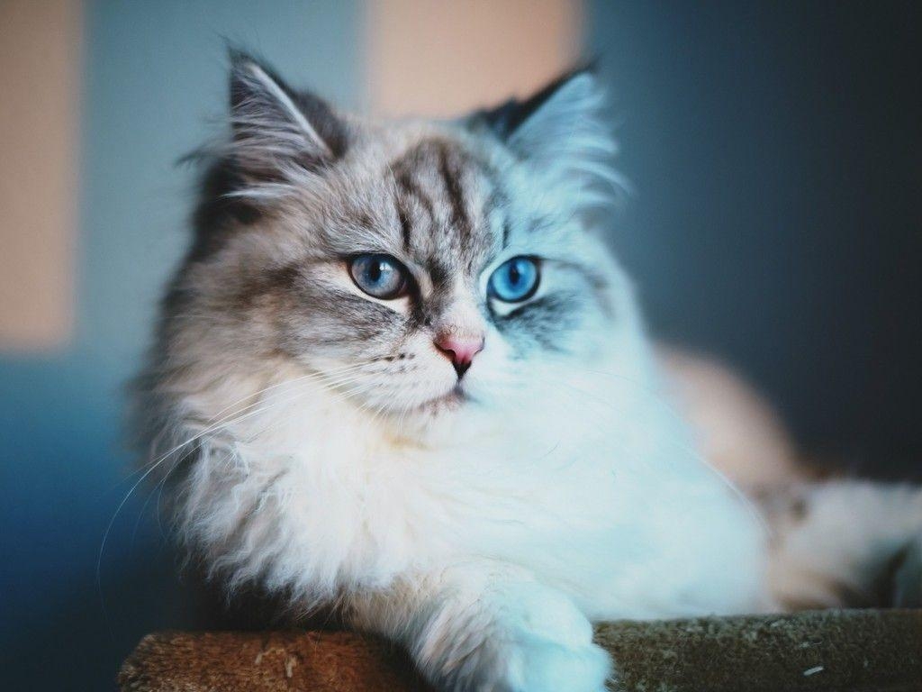 1030x770 Blue cat meow wallpaper. PC, Desktop