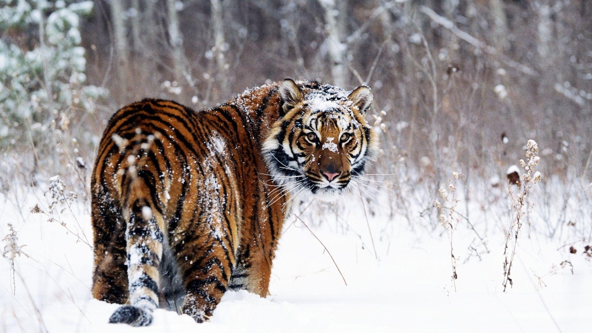 1920x1080 Tiger in Snow Wallpaper in jpg format for free download, Desktop