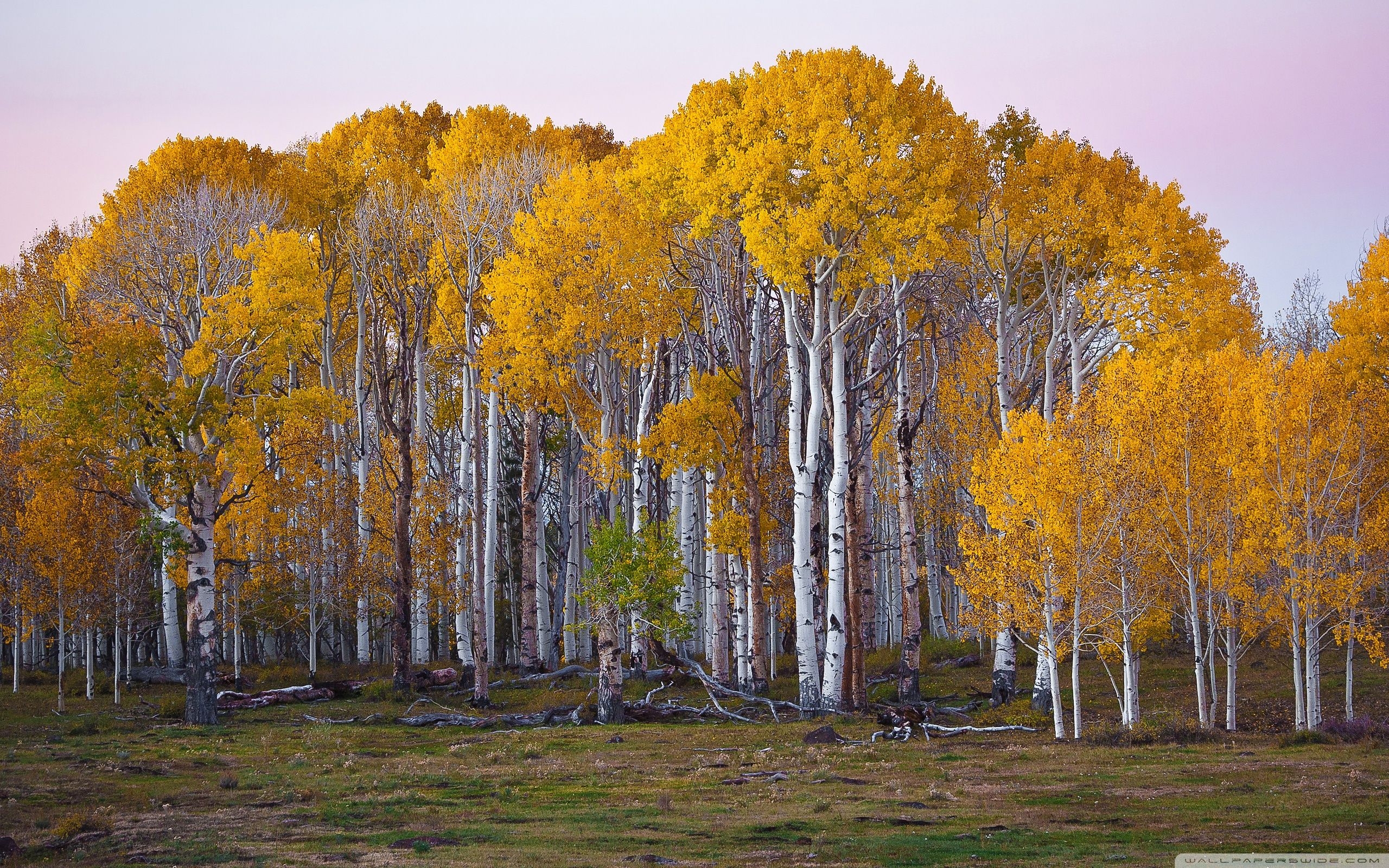 2560x1600 Yellow Trees ❤ 4K HD Desktop Wallpaper for 4K Ultra HD TV • Tablet, Desktop