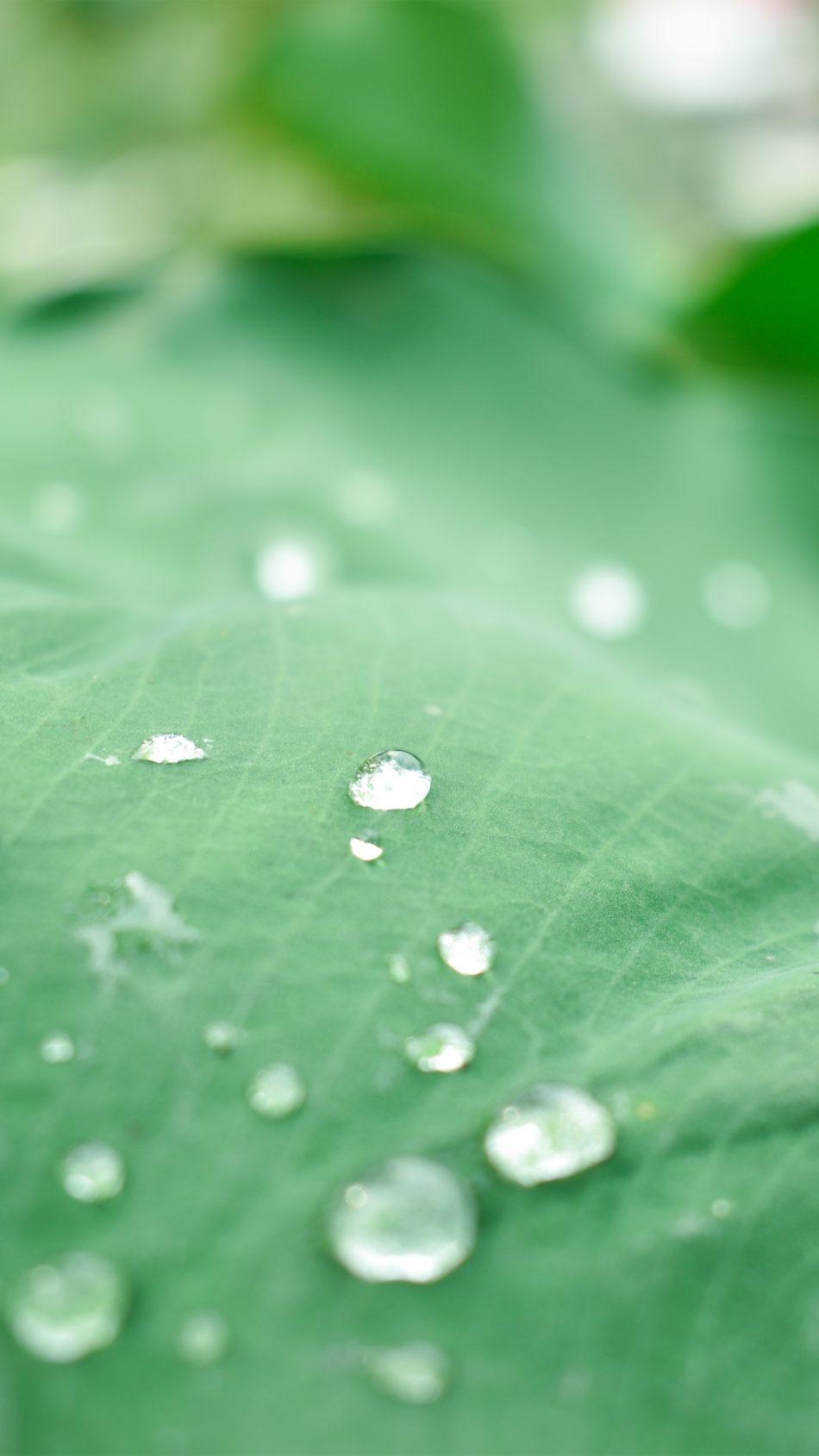 950x1690 Leaf Water Drops Morning Free 4K Ultra HD Mobile Wallpaper, Phone