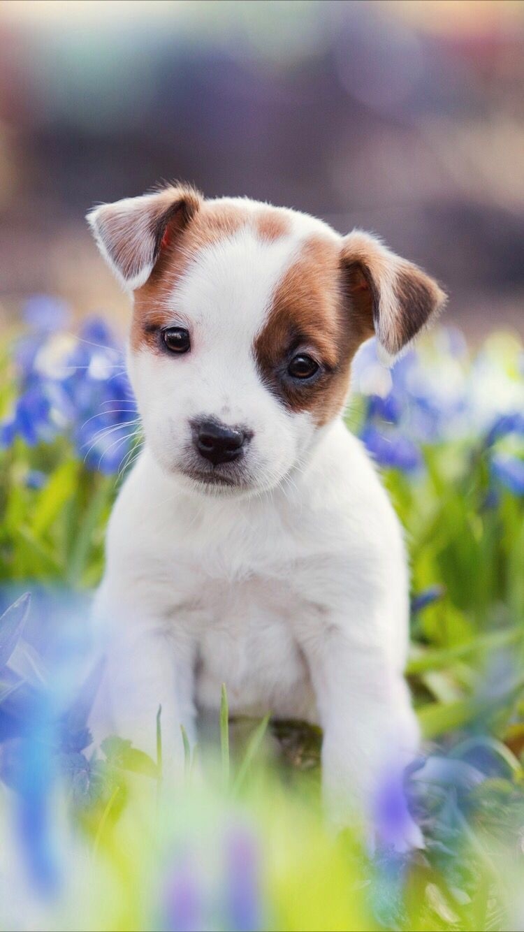 750x1340 Cute puppy. Cute puppy wallpaper, Cute dogs image, Puppy wallpaper, Phone