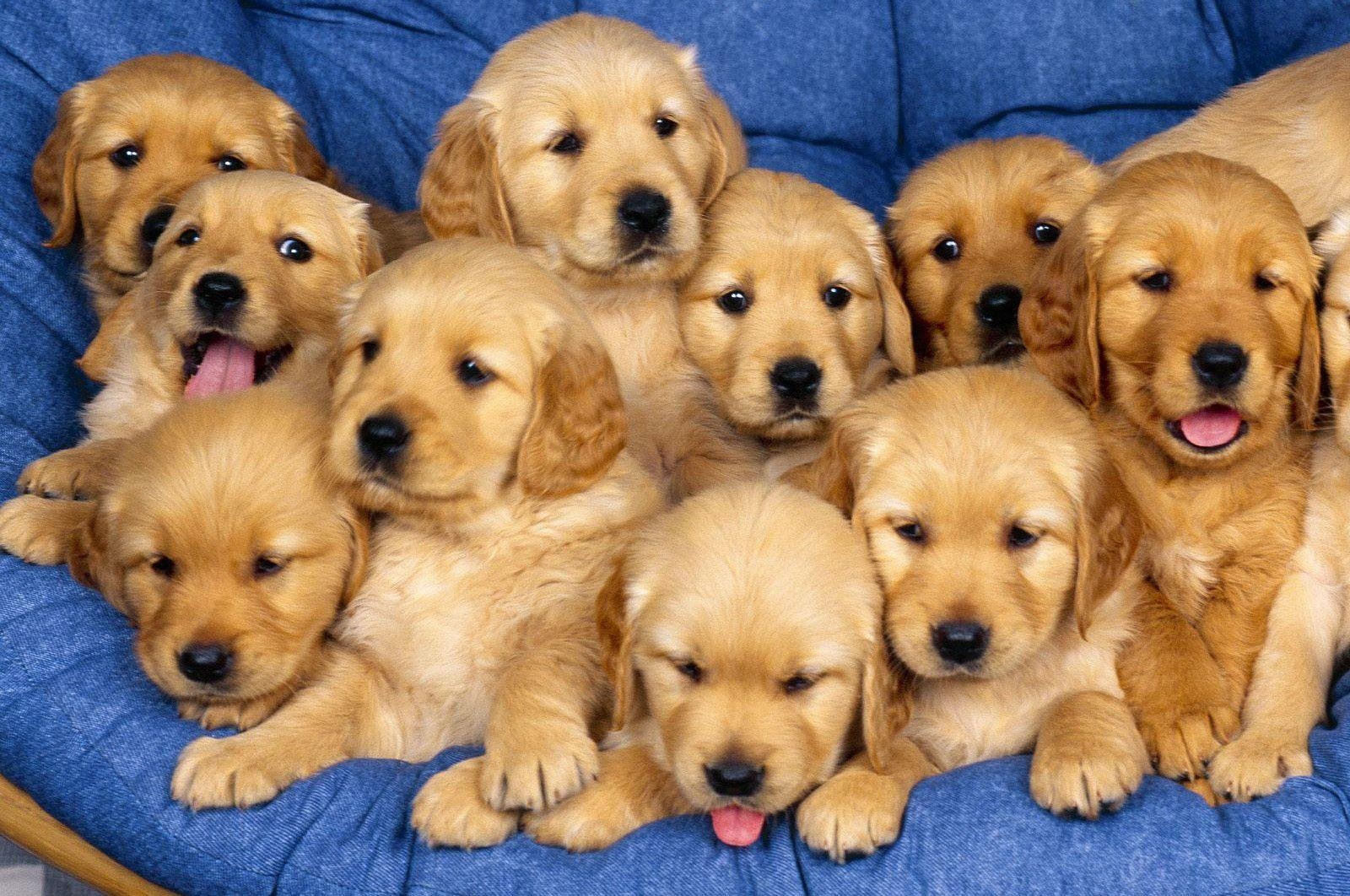 1600x1070 Hd Wallpaper Puppies, Desktop