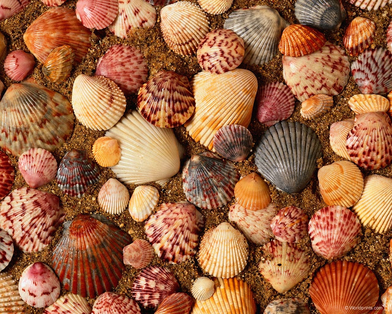 1280x1030 Sea Shells Seashells And Starfish Wallpaper With 1024x600 Resolution, Desktop