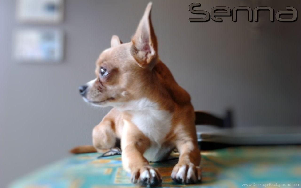 1280x800 Dogs Senna Dogs Pets Chihuahua Wallpaper Picture Free Dogs, Desktop