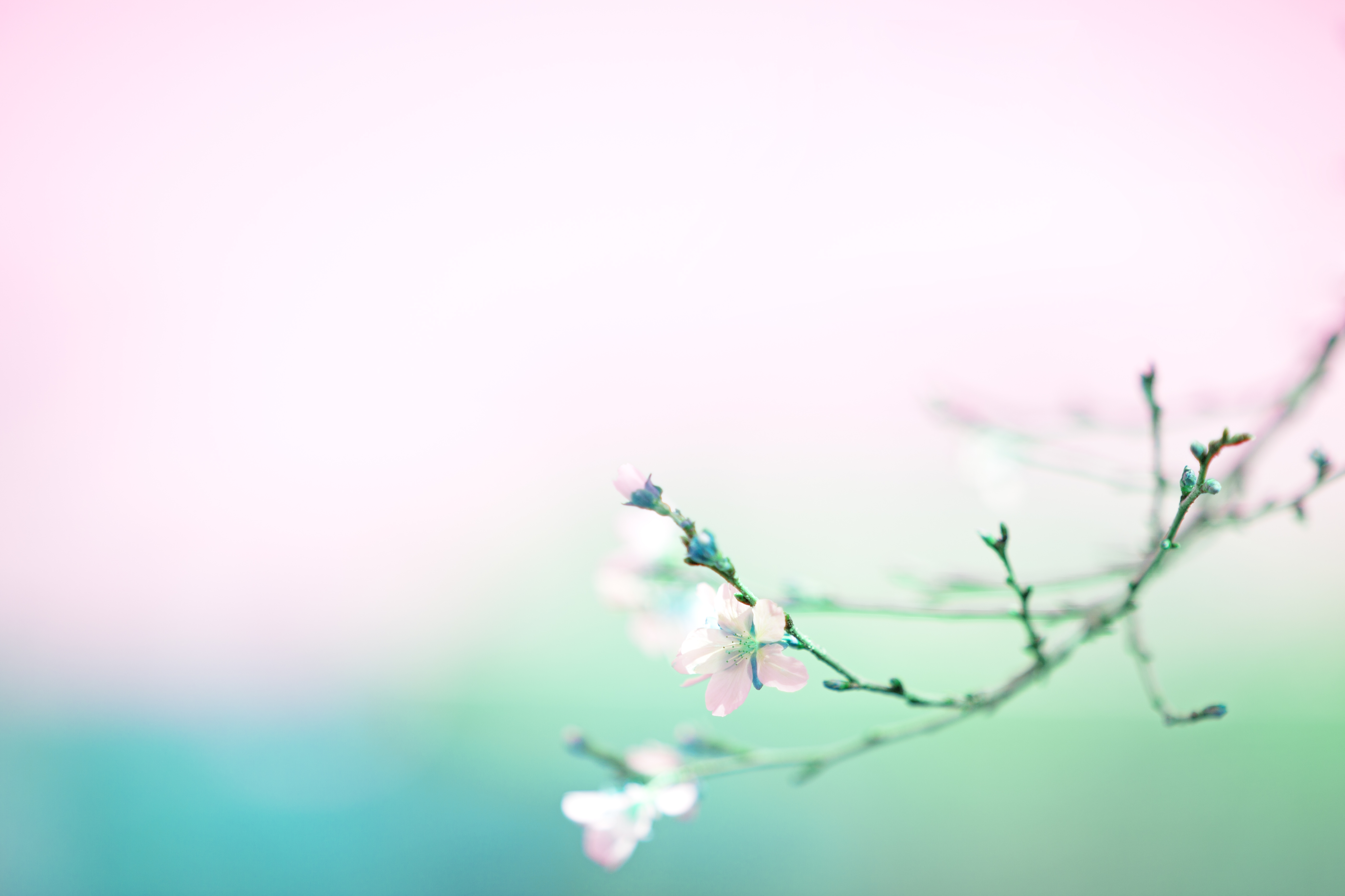 5620x3750 Wallpaper, sky, branch, blossom, close up, flower, morning, macro photography, water, twig, petal, spring, sunlight, computer wallpaper, plant stem, graphy, calm, Desktop