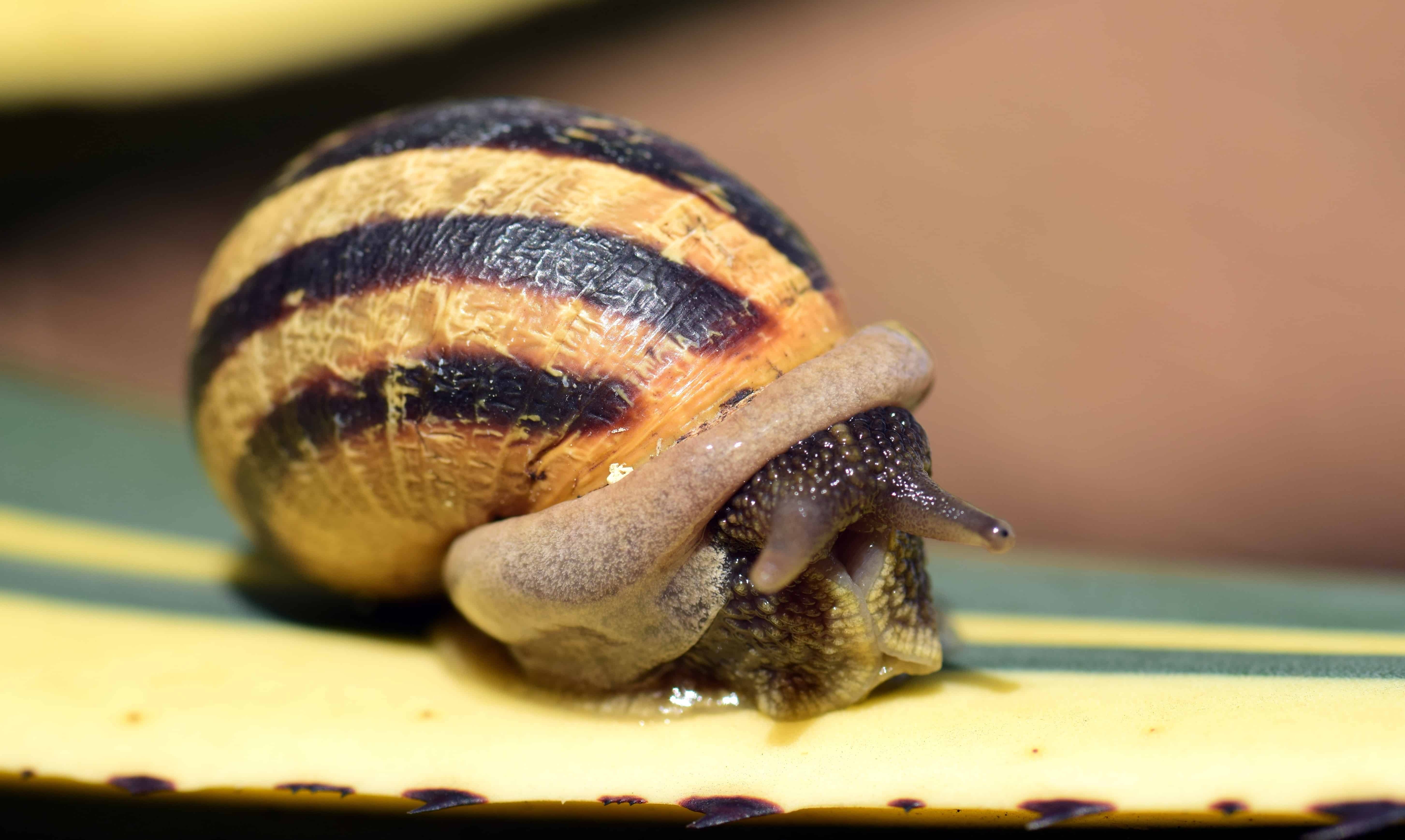 5820x3480 Free picture: garden, snail, invertebrate, brown, shell, Desktop