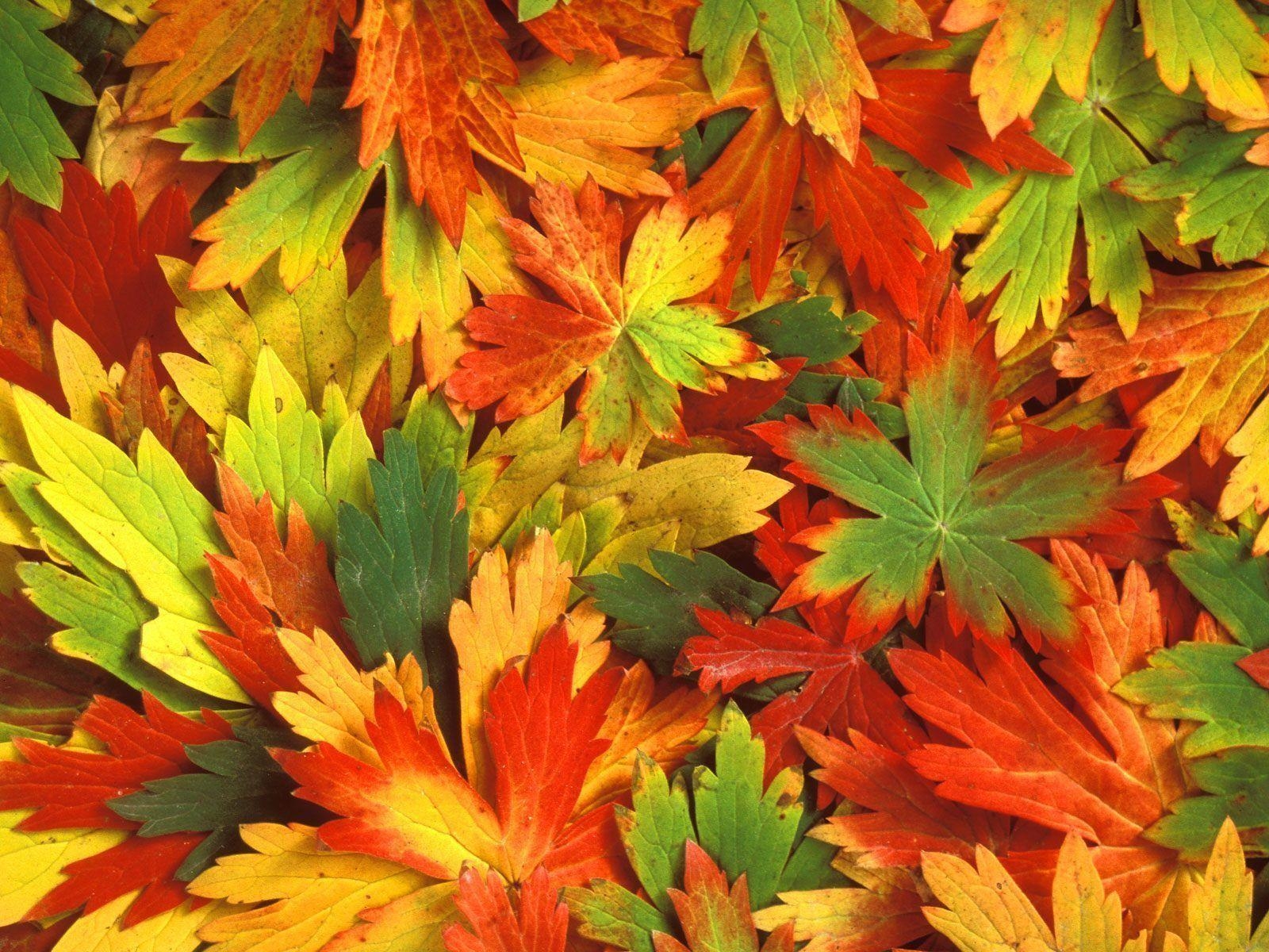 1600x1200 Fall Leaf Wallpaper 3D Colors Of Fall Wallpaper HD Wallpaper, Desktop