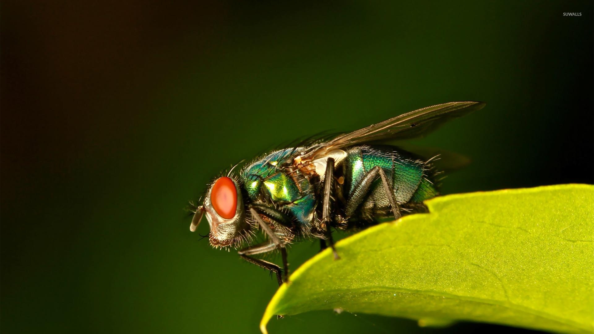 1920x1080 Common green bottle fly wallpaper wallpaper, Desktop