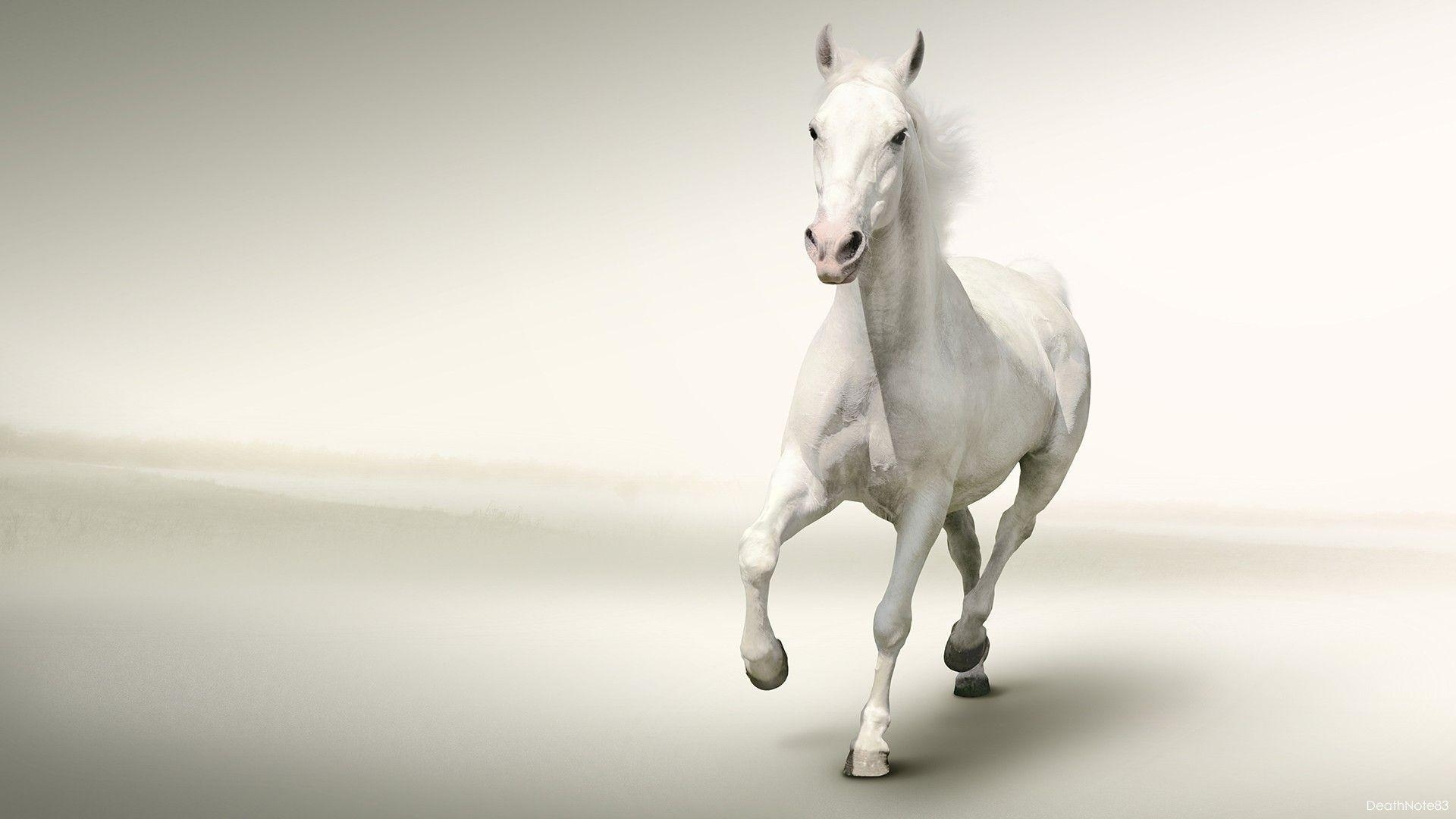 1920x1080 White Horse Running White Background HD Wallpaper. Wallsev.com, Desktop