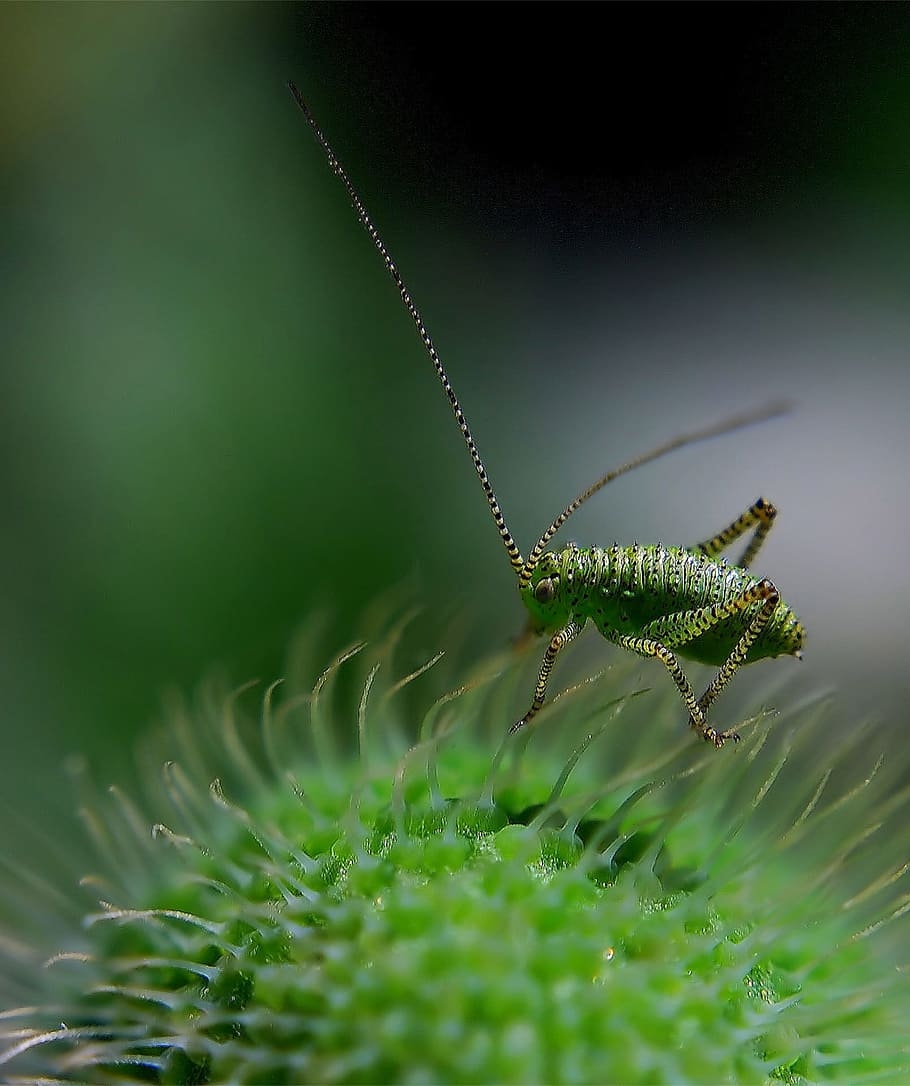 910x1090 Bush crickets 1080P, 2K, 4K, 5K HD wallpaper free download, Phone