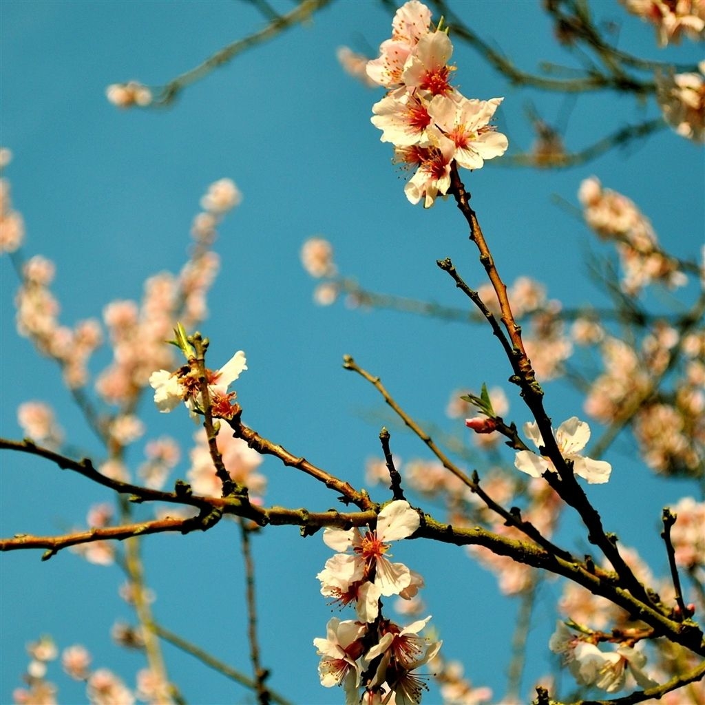 1030x1030 Peach Flowers Spring iPad Wallpaper and iPad 2 Wallpaper, Phone