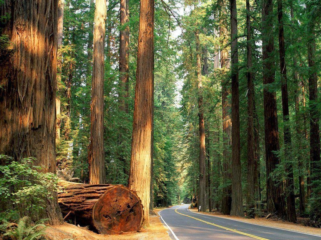 1030x770 Redwood Forest Desktop Wallpaper. Green HD Wallpaper, Desktop