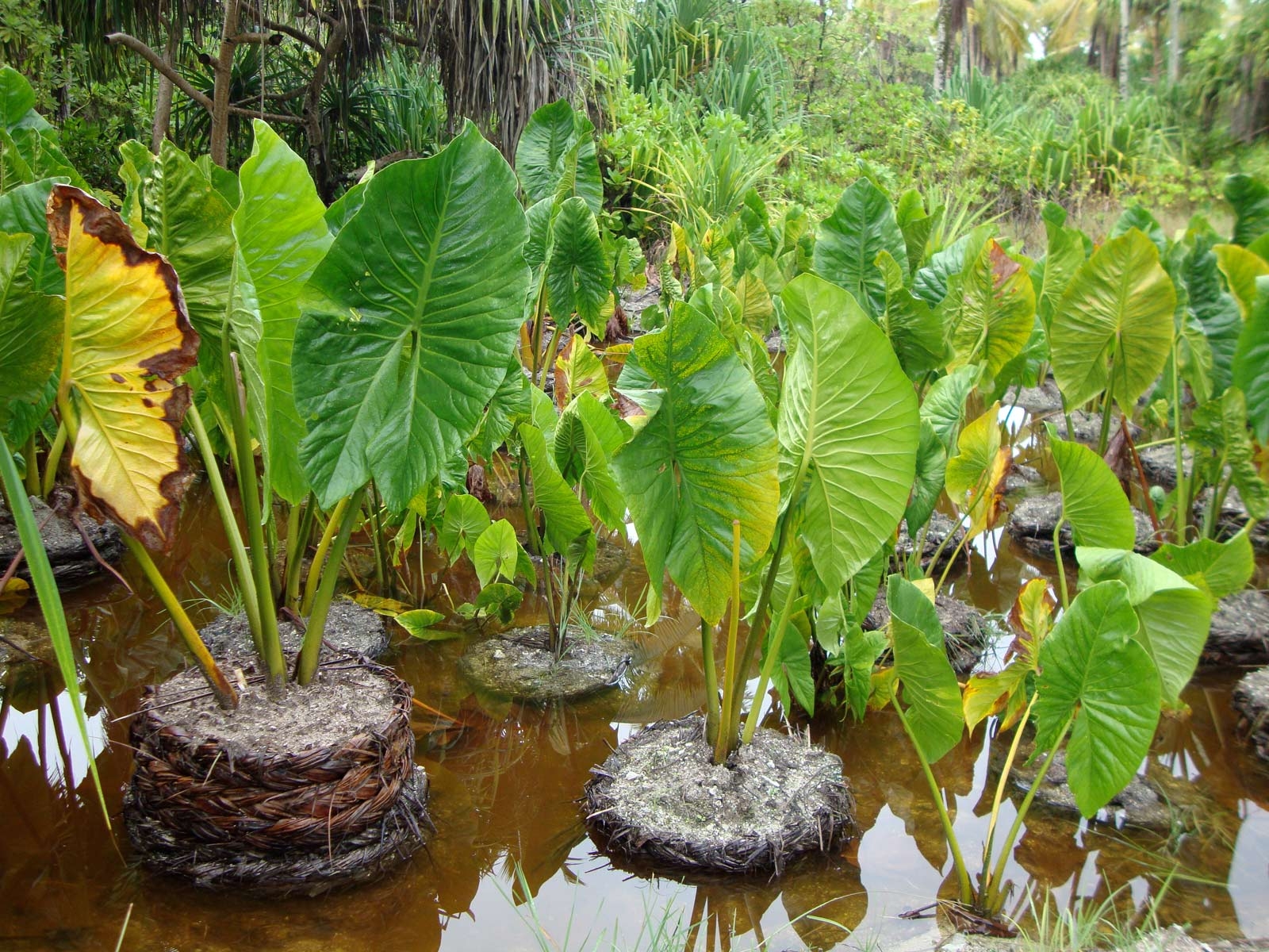 1600x1200 best A Virtual Tour of Tuvalu image. Virtual, Desktop