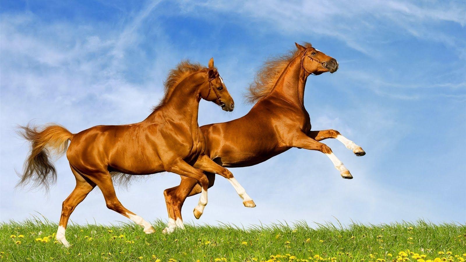 1600x900 horse wallpaper for computer.. wallpaper desktop horse free, Desktop