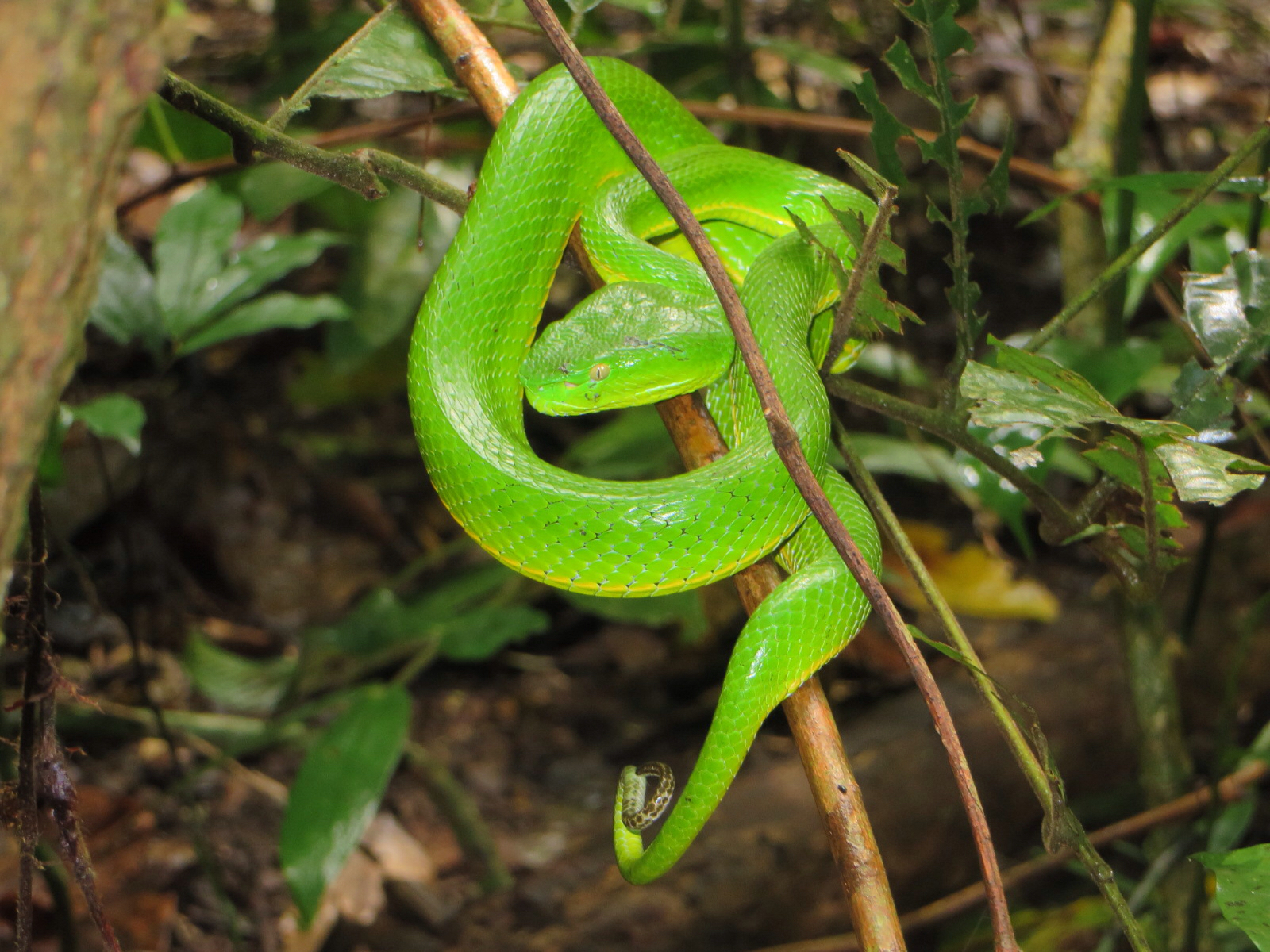 1600x1200 Vogel's Pit Viper (Trimeresurus vogeli) · iNaturalist.org, Desktop