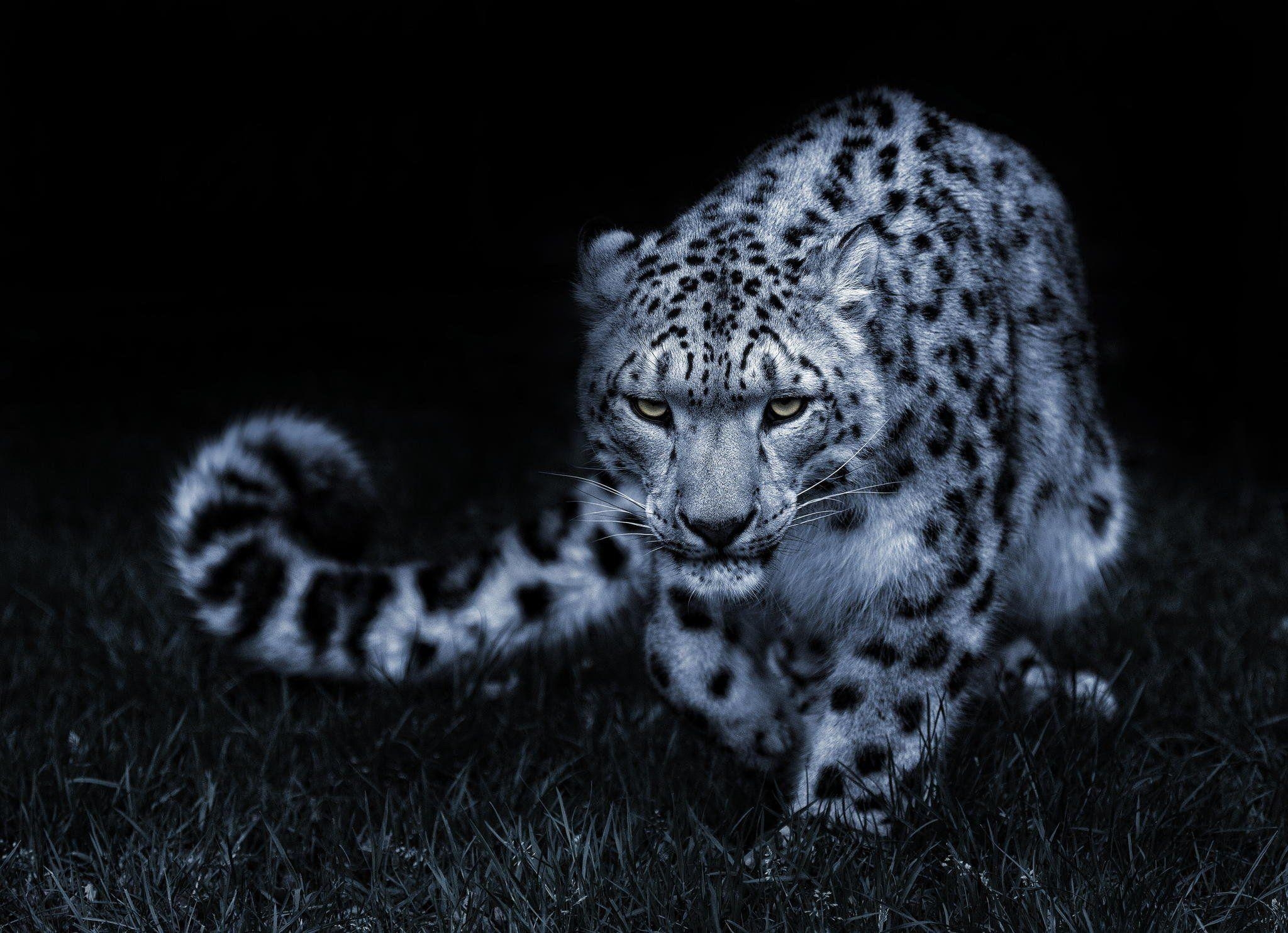 2050x1490 Snow leopard black and white posture eyes cat wallpaper, Desktop