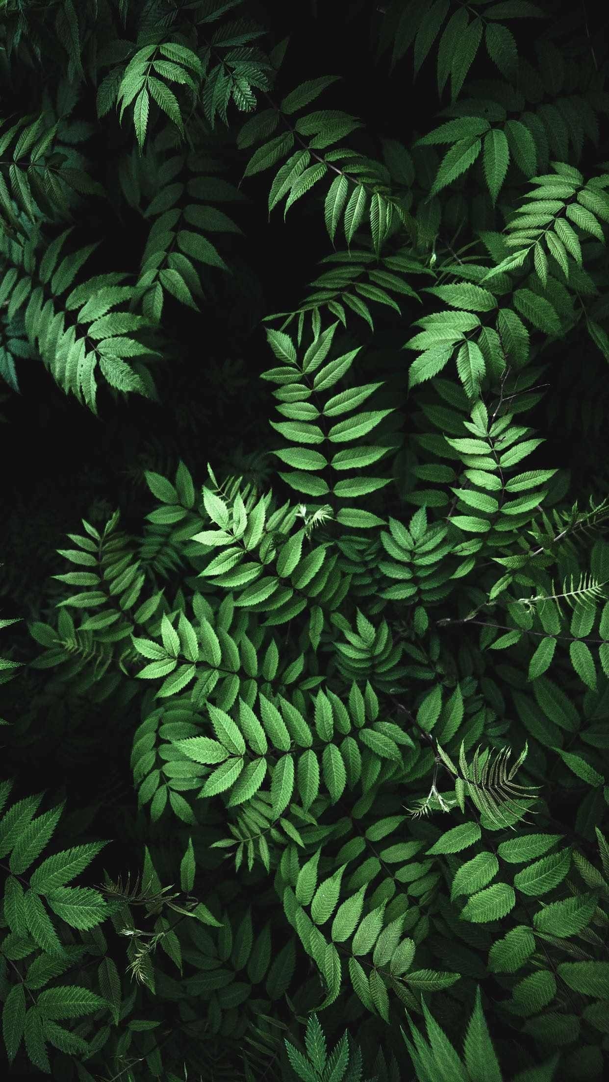 1250x2210 Imgur: The most awesome image on the Internet. Green leaf wallpaper, Plant wallpaper, Fern wallpaper, Phone