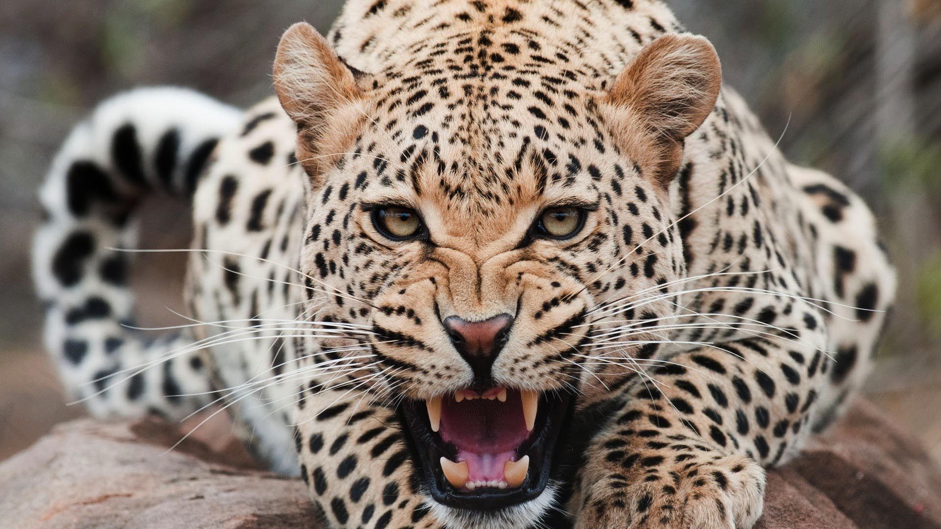 1920x1080 leopard image. Leopard Screaming HD Wallpaper FullHDWpp, Desktop