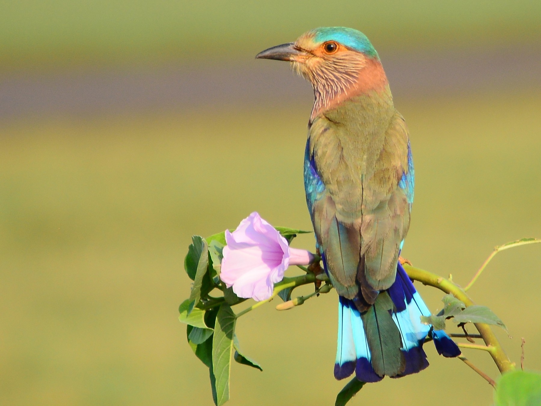 1800x1360 Indian Roller, Desktop